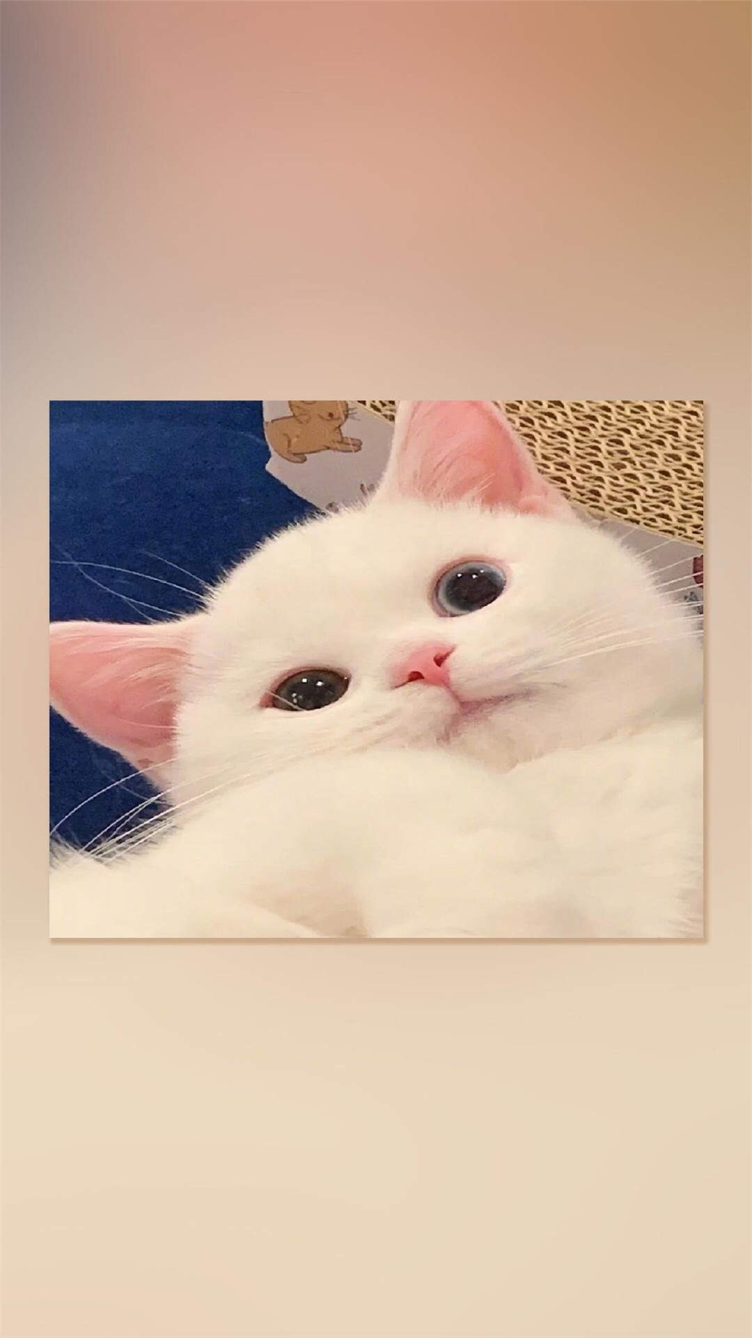 可爱萌宠猫咪图片 卖萌清新的小猫咪头像图片 喵星人头像图片图片