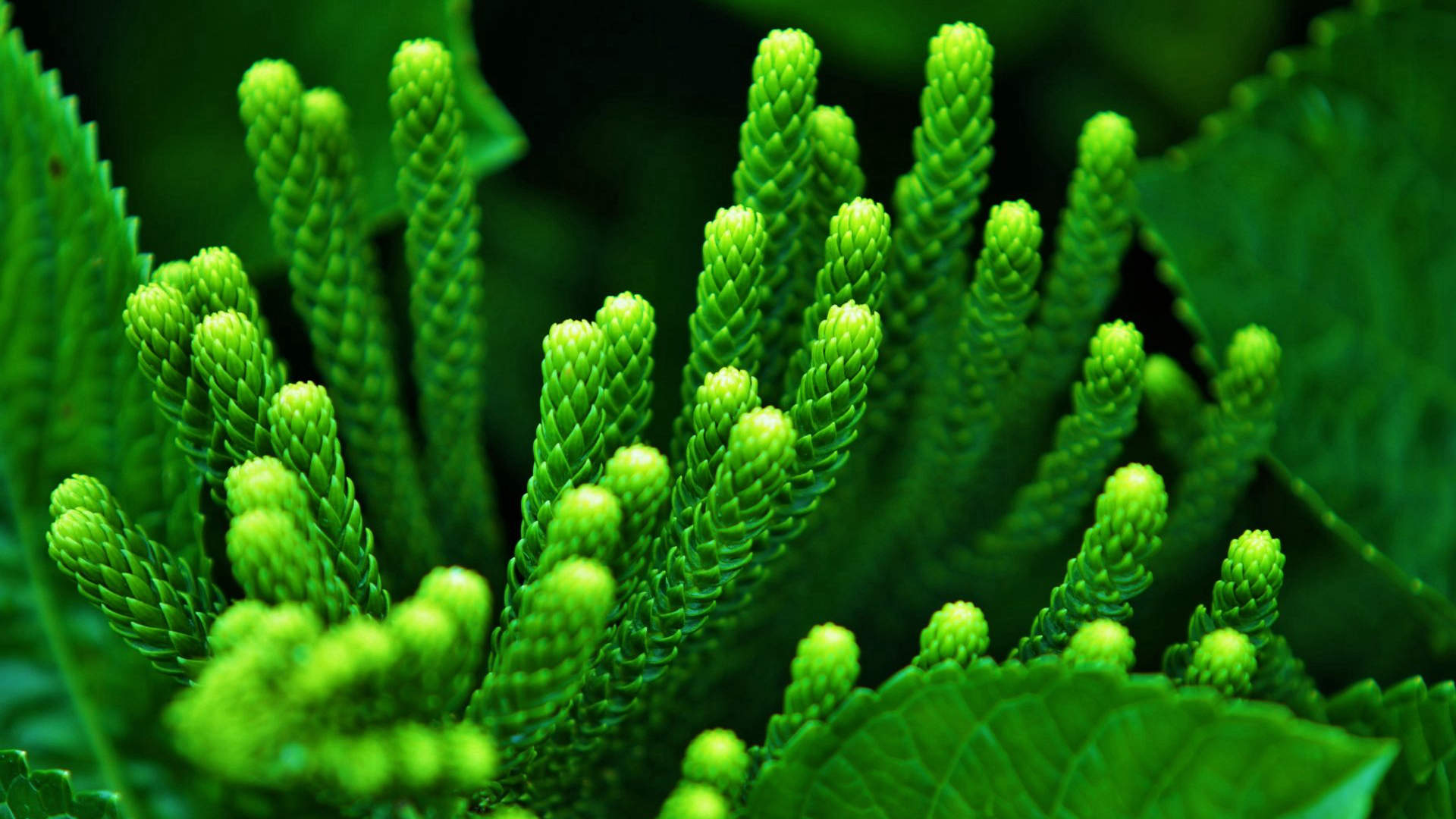 清新绿色植物图片手机壁纸图片