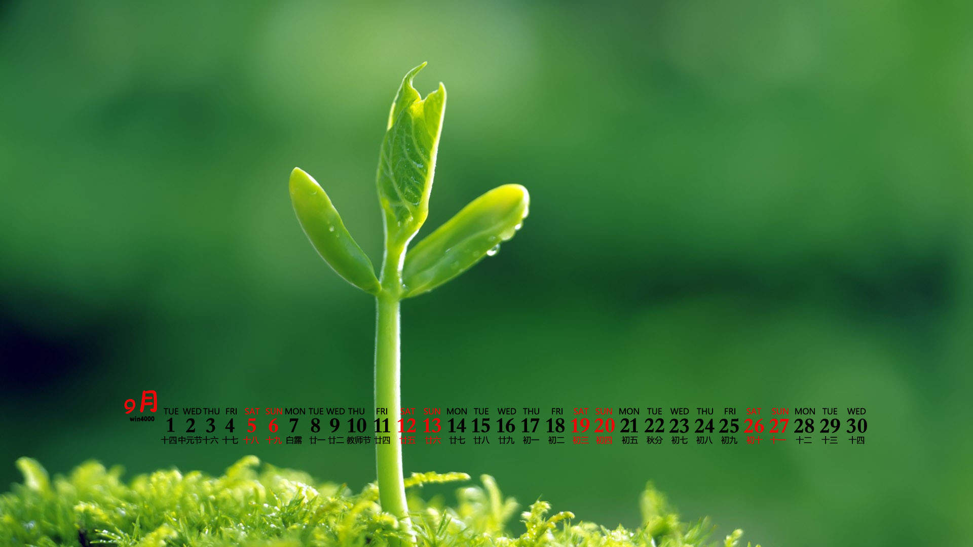 唯美清新绿色植物花卉高清摄影素材图片欣赏图片