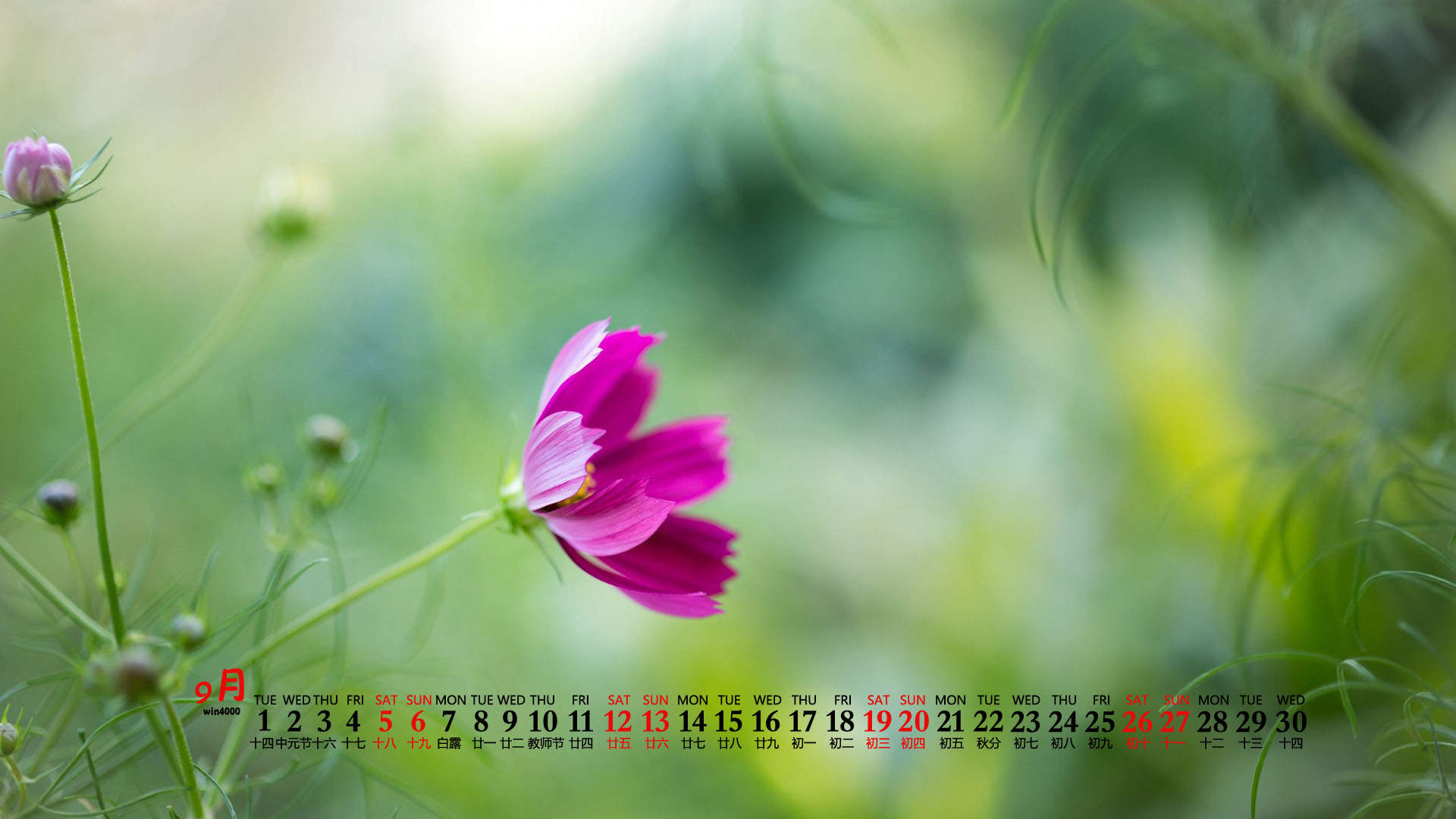 唯美清新绿色植物花卉高清摄影素材图片欣赏图片