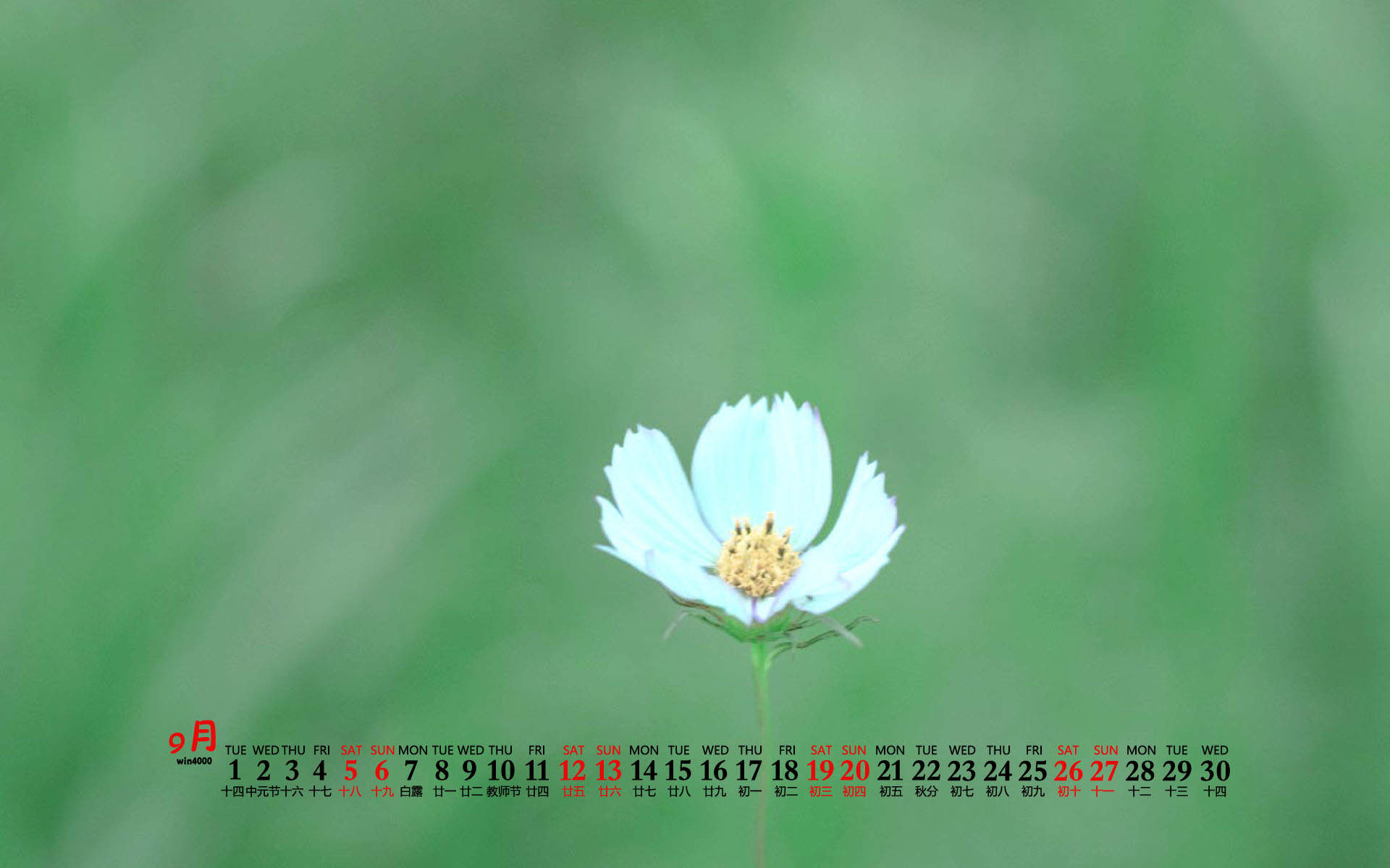 2020年9月蒲公英花朵柠檬简约桌面日历壁纸图片