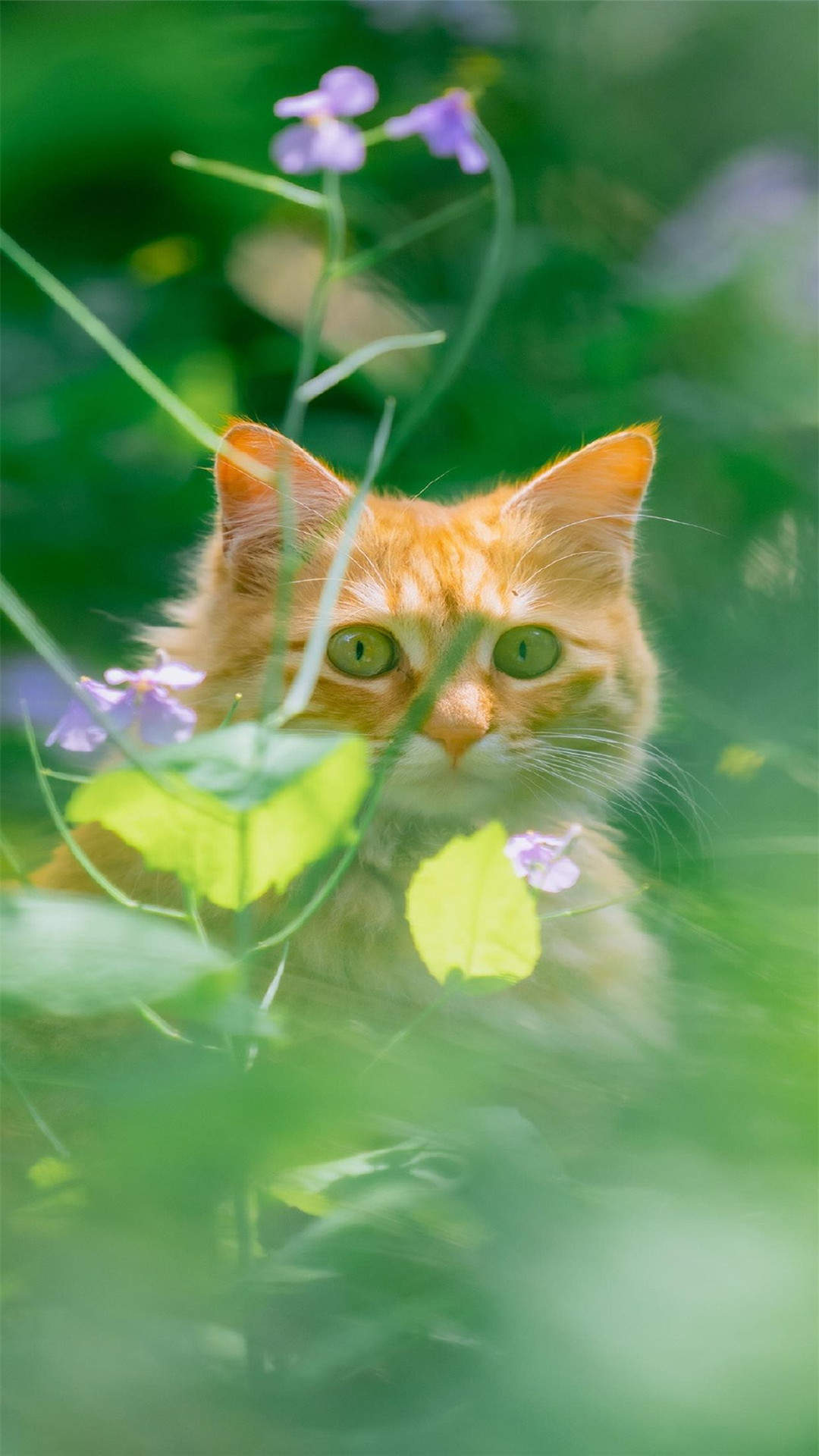 超可爱小猫图片高清手机壁纸图片
