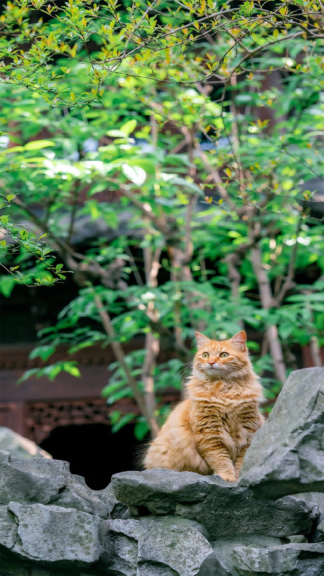 超可爱小猫图片高清手机壁纸图片