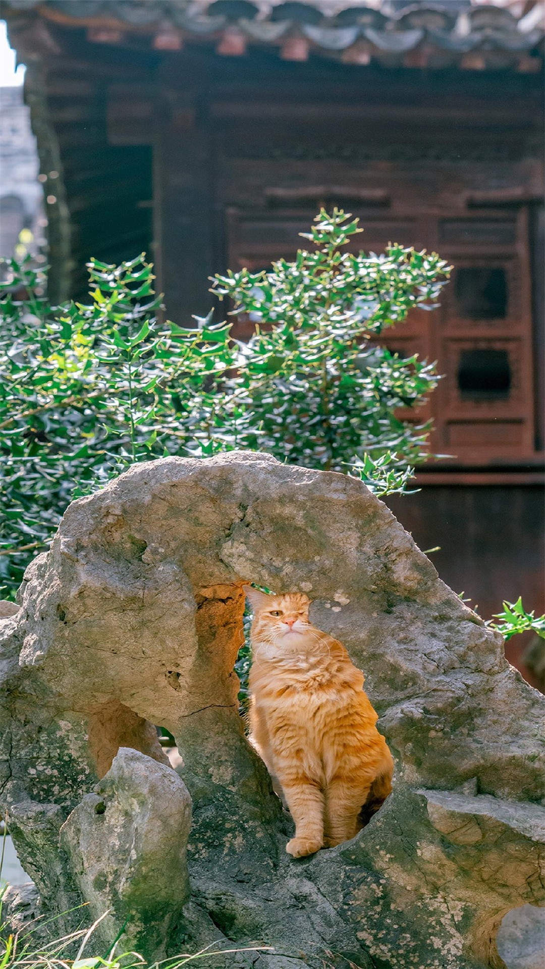 超可爱小猫图片高清手机壁纸图片