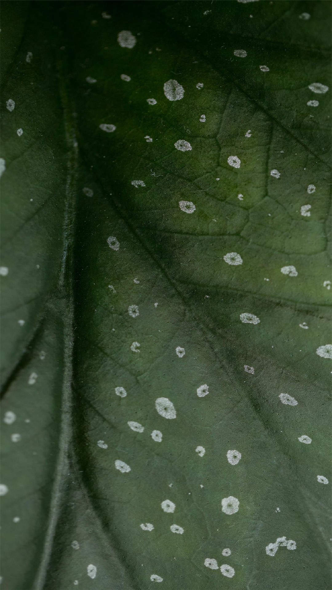 粉嫩清新的玫瑰花高清图片手机壁纸图片