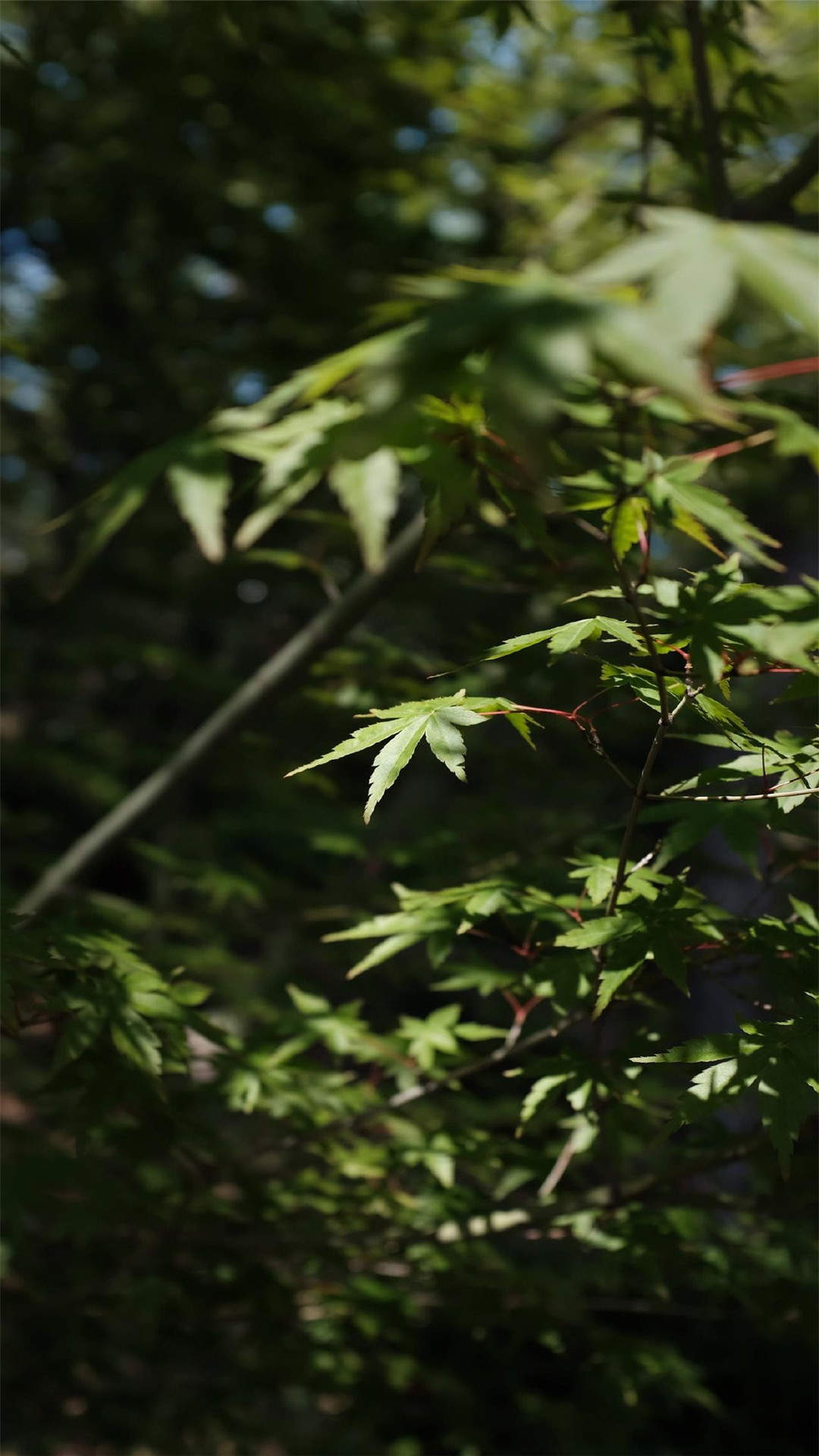 高清鲜花小清新绿色护眼花卉手机壁纸图片