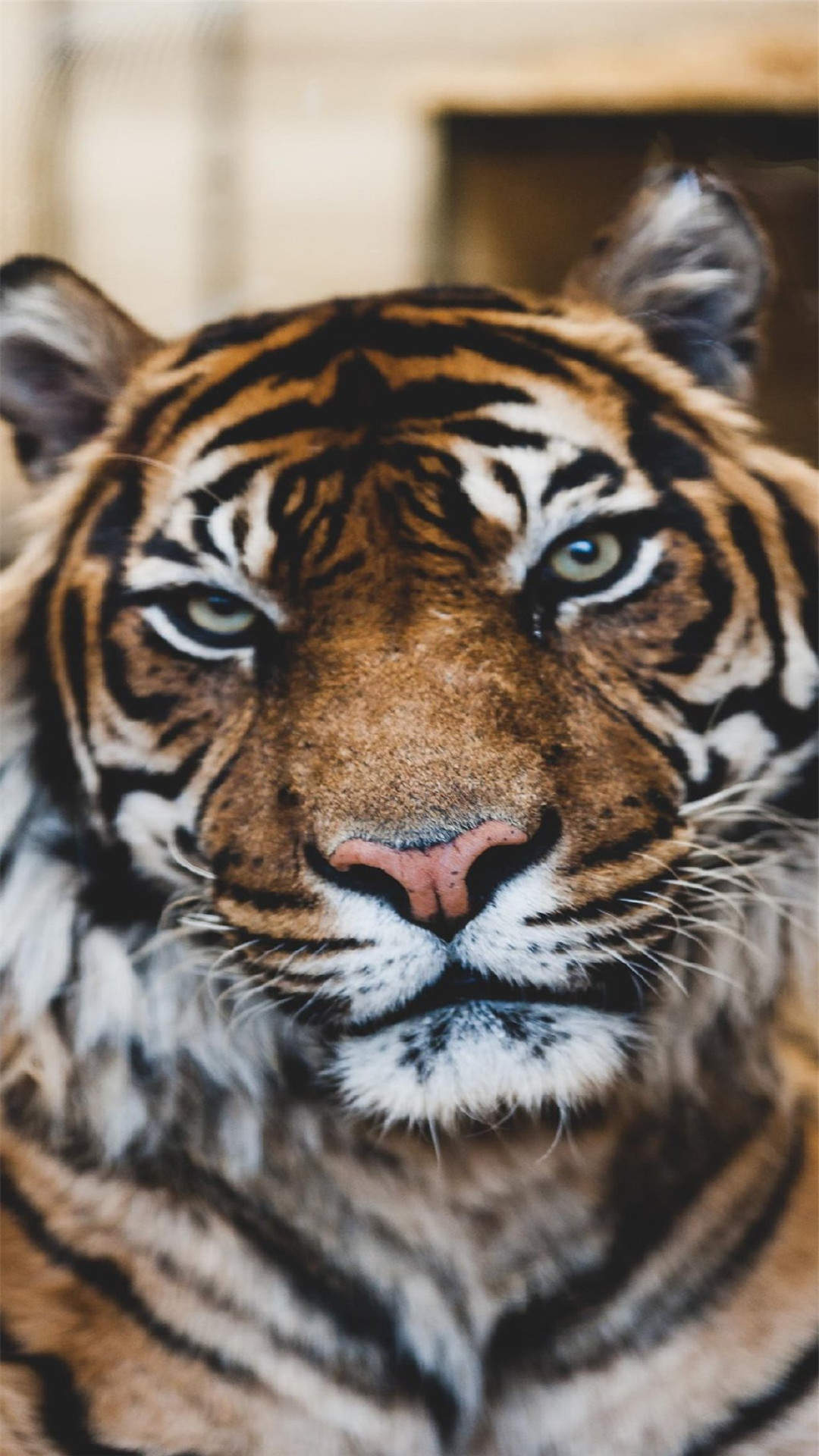 百兽之王凶猛老虎高清手机壁纸 ​​​​图片