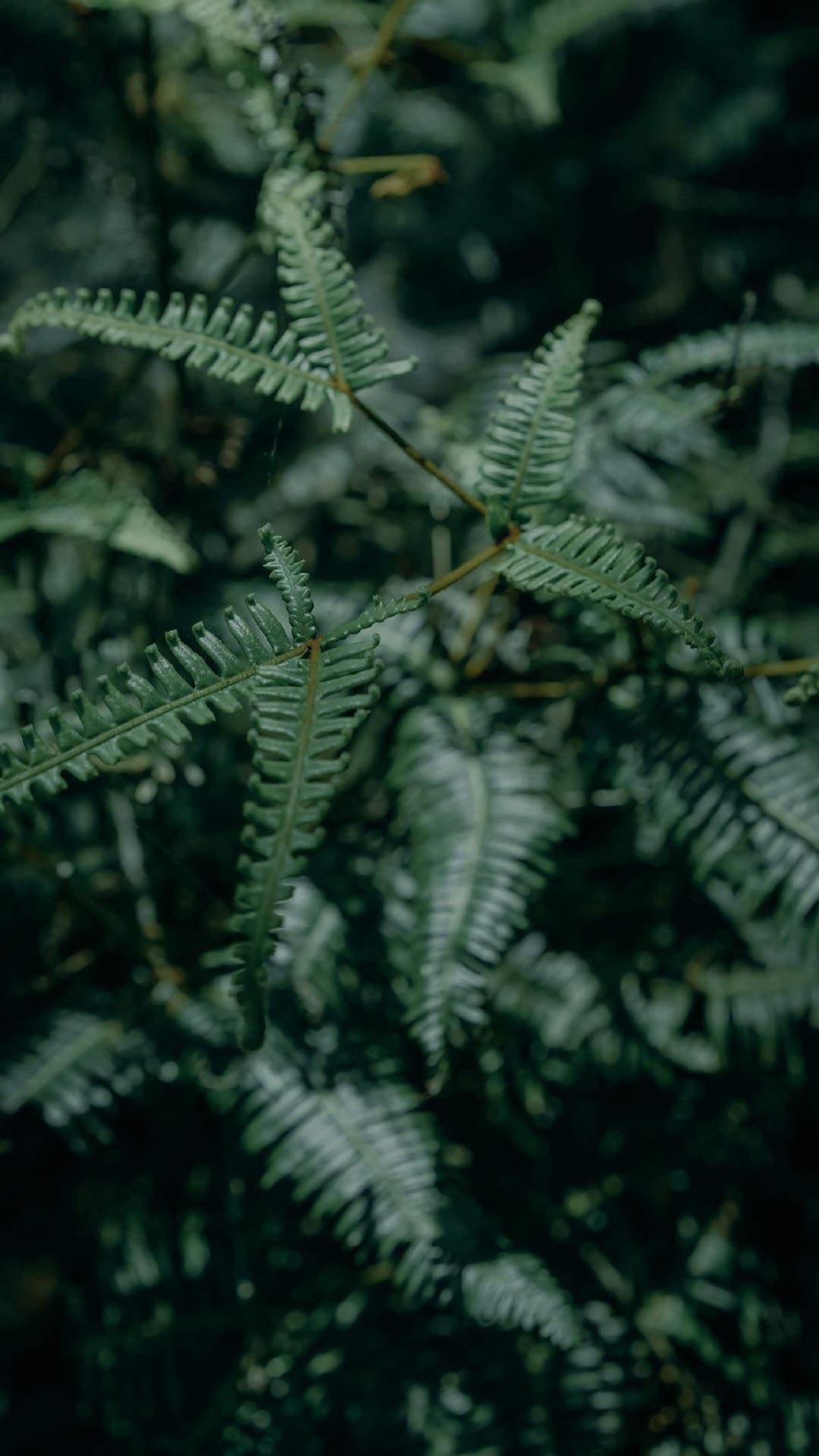 清新绿色植物图片手机壁纸图片