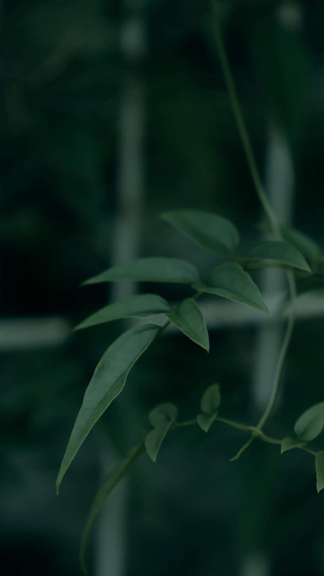 唯美清新绿色植物花卉高清摄影素材图片欣赏图片