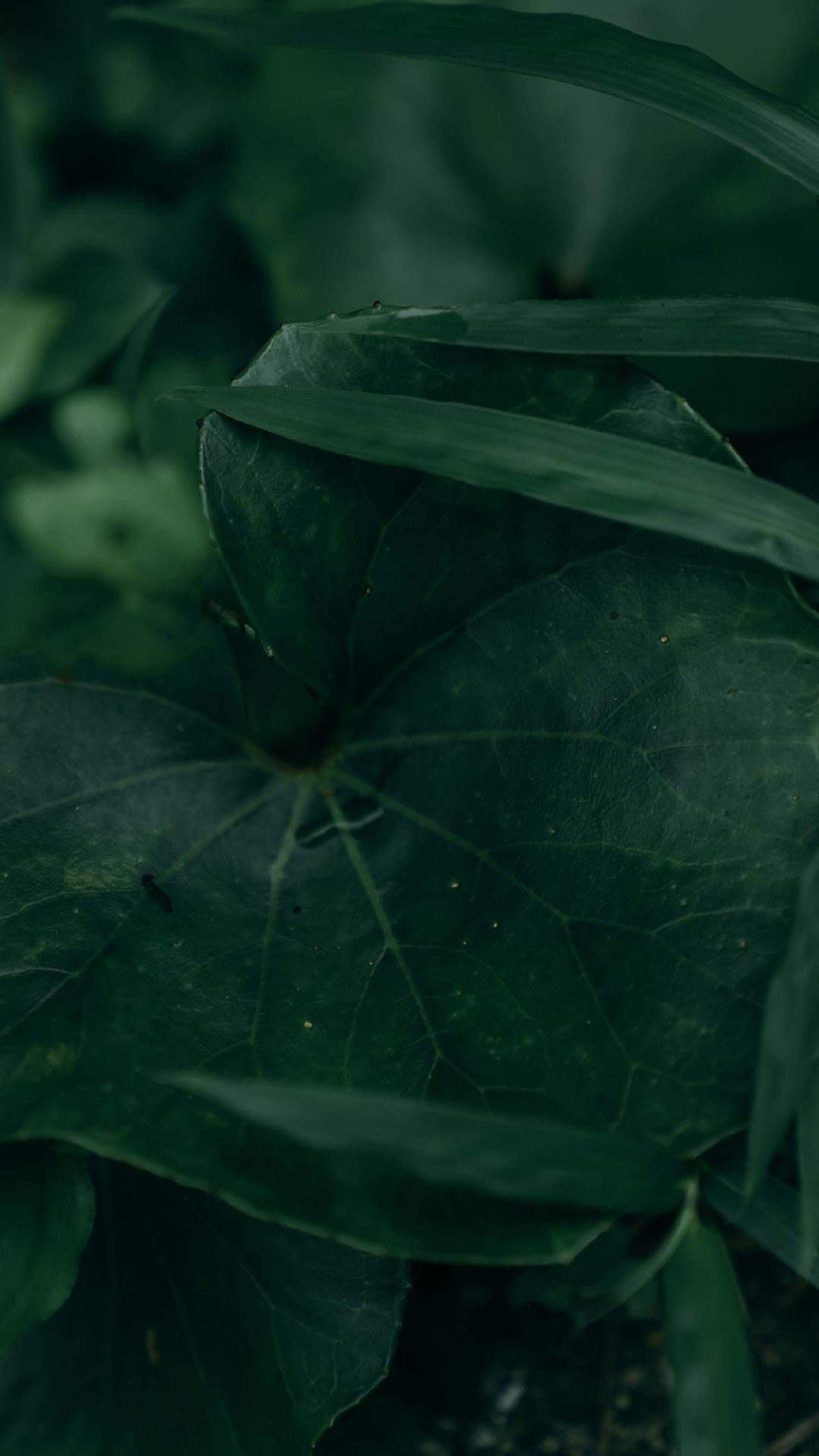 唯美清新绿色植物花卉高清摄影素材图片欣赏图片