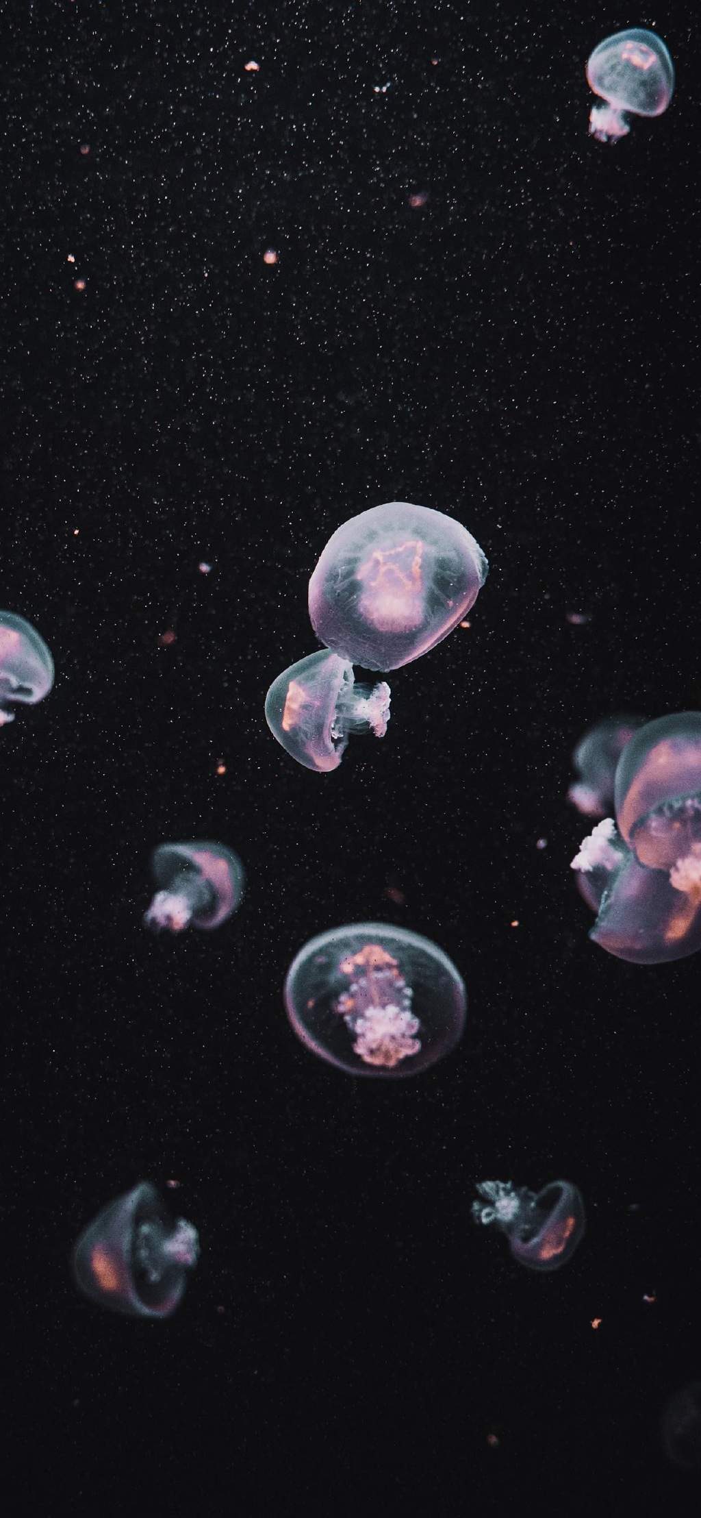 梦幻海洋生物水母高清手机壁纸图片
