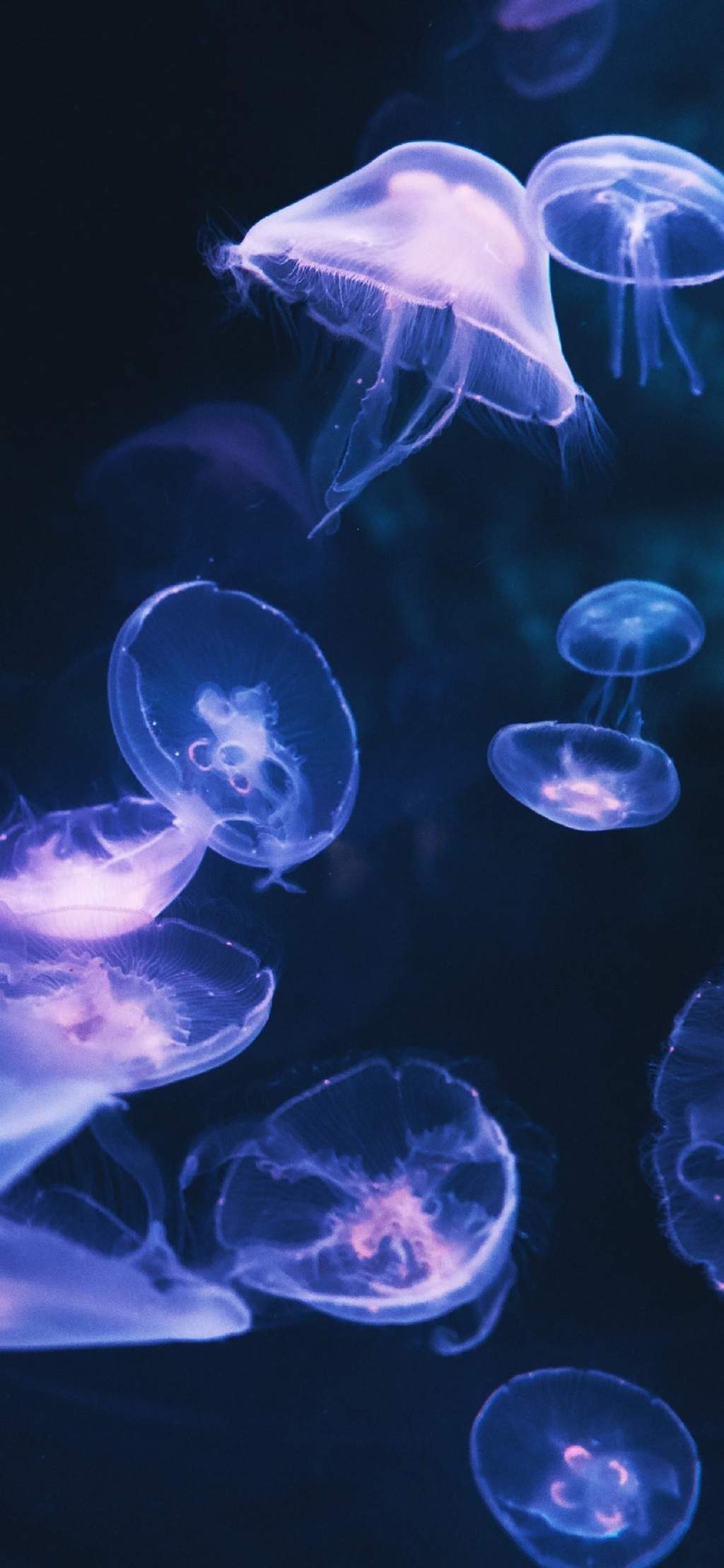 海洋生物图片