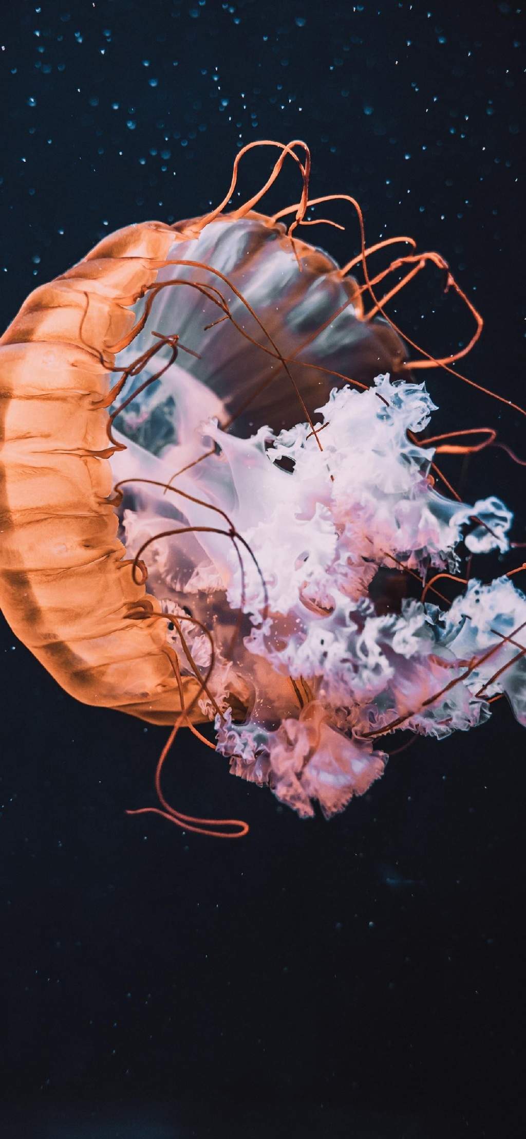 海洋生物图片