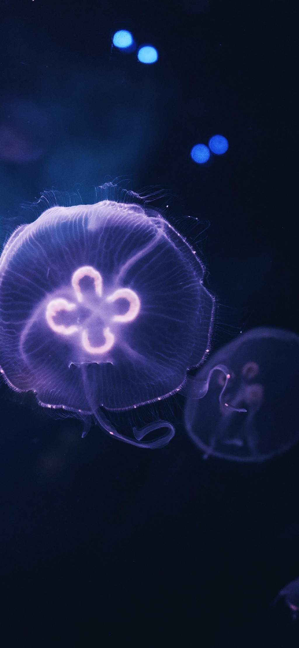 美丽海洋生物海中之王凶猛鲨鱼高清桌面壁纸(一)图片