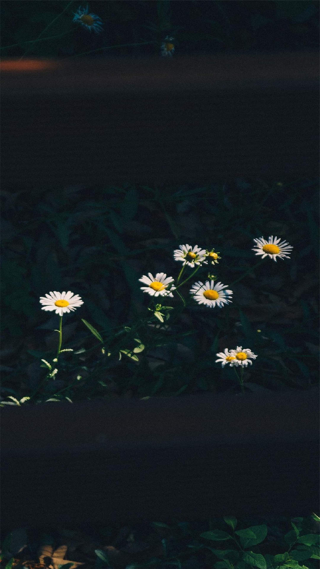 玫瑰花图片