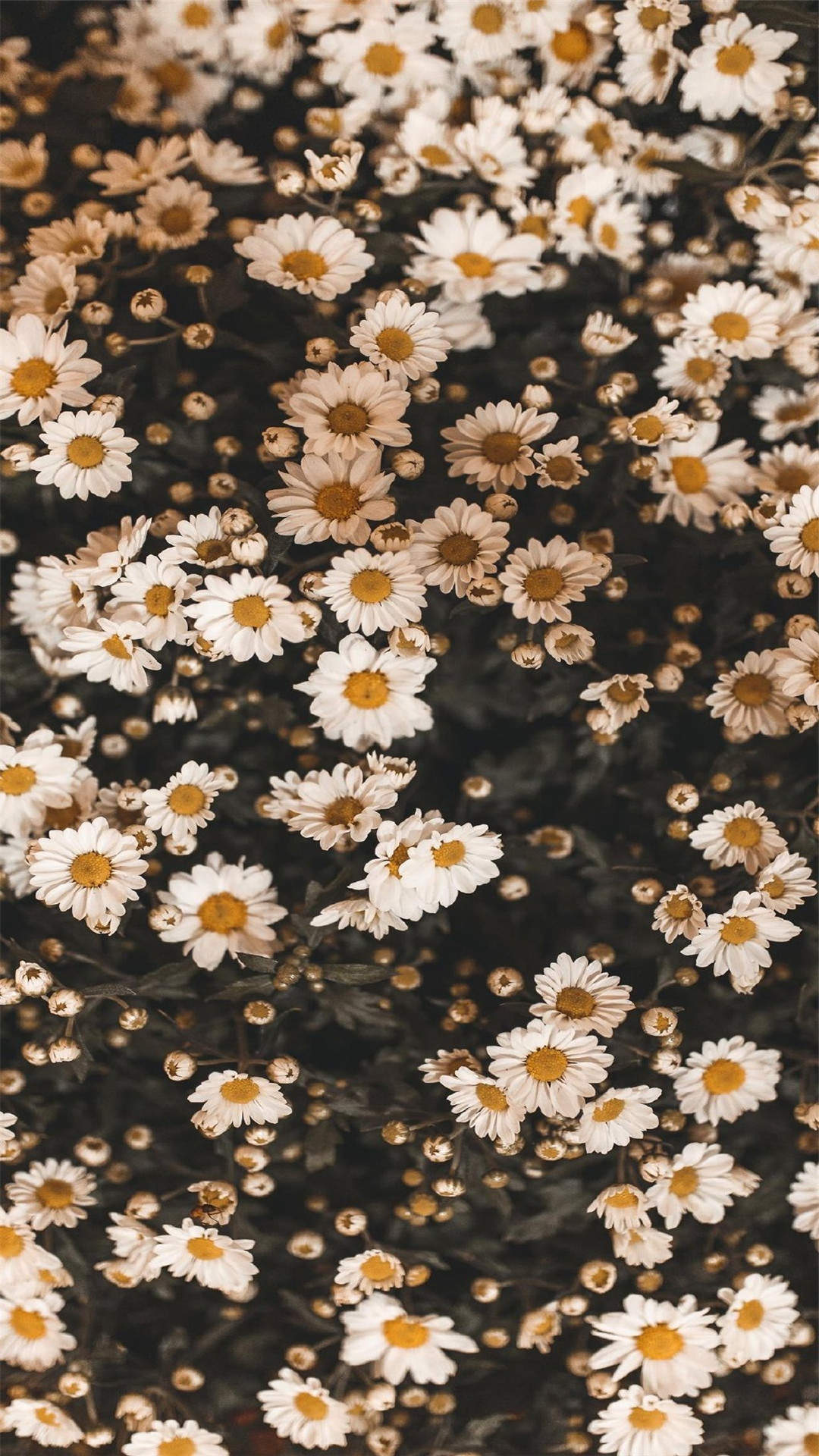 玫瑰花图片