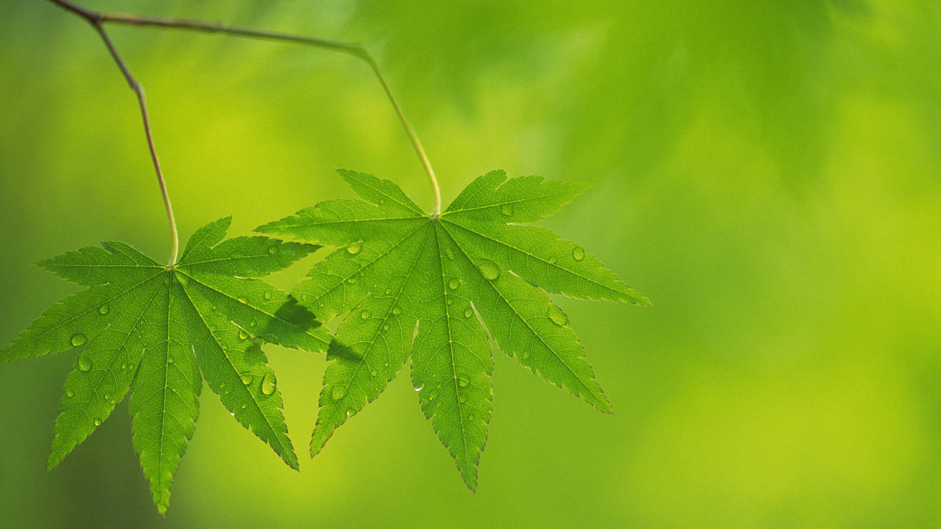 绿色植物图片