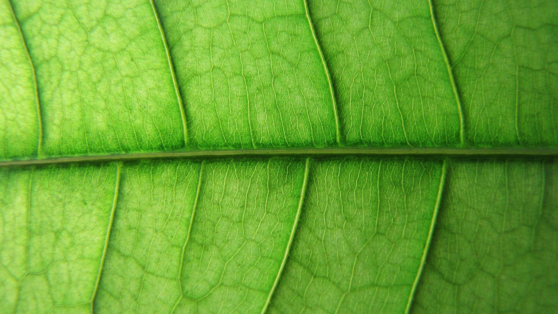 绿色植物图片