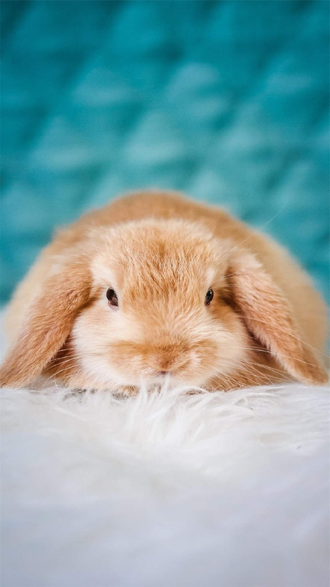 可爱萌宠汪星人搞笑表情包图片图片