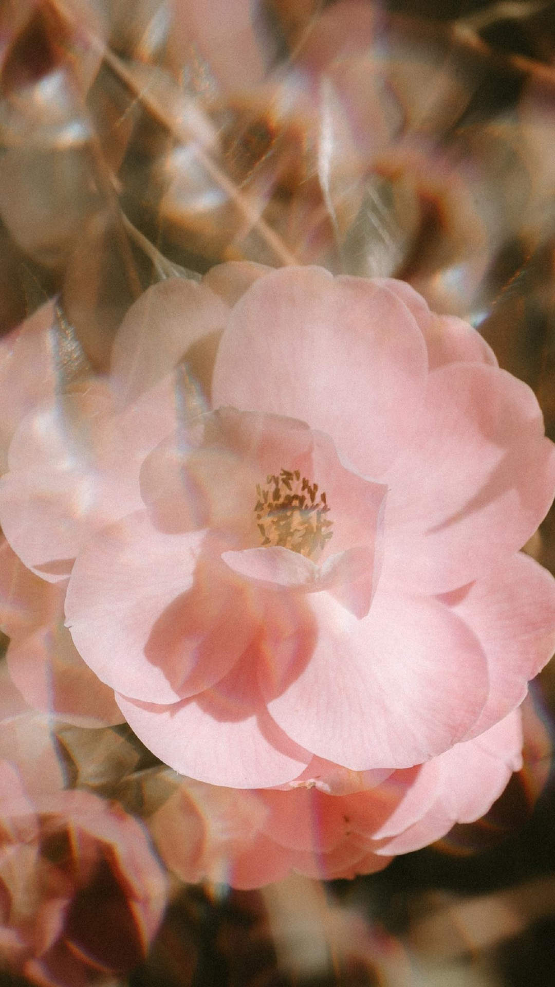 玫瑰花图片