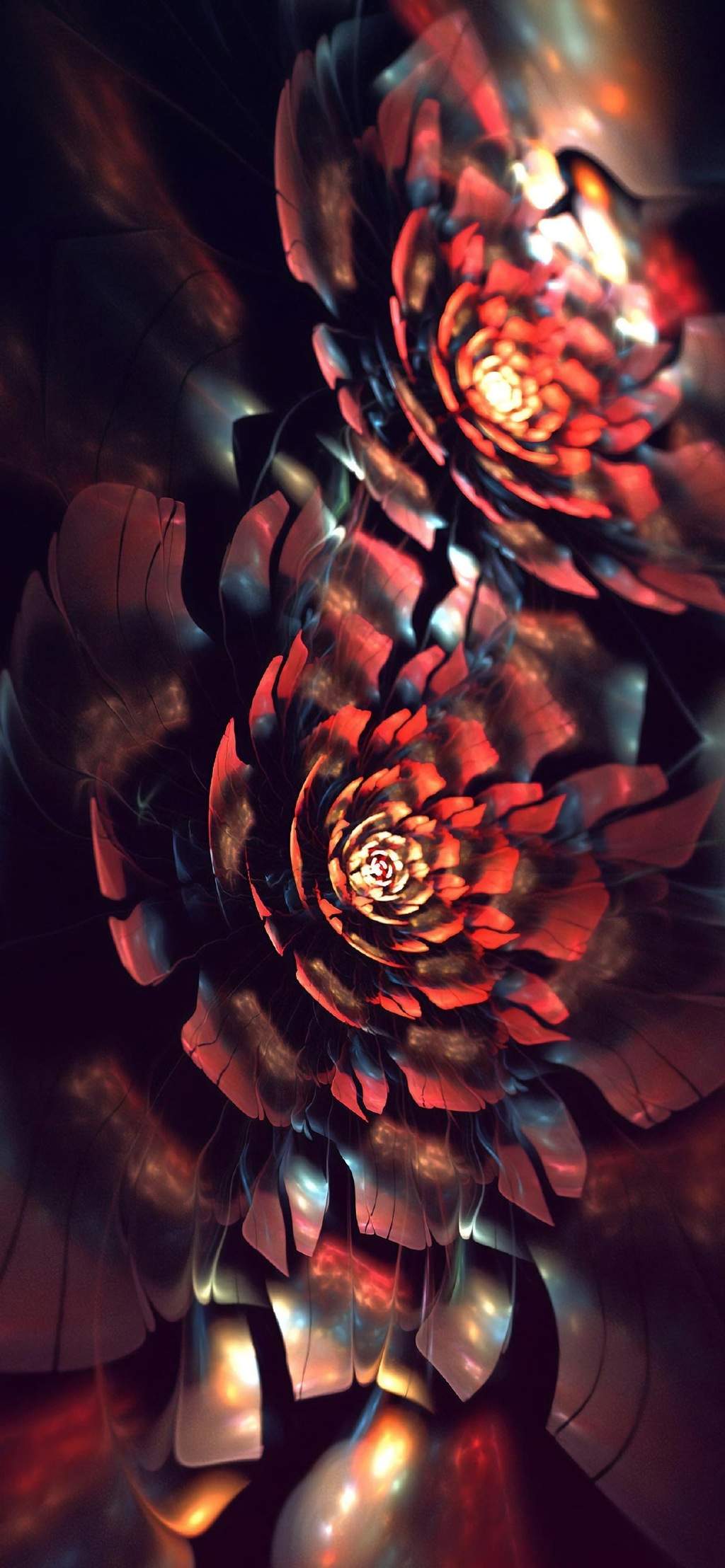 玫瑰花图片