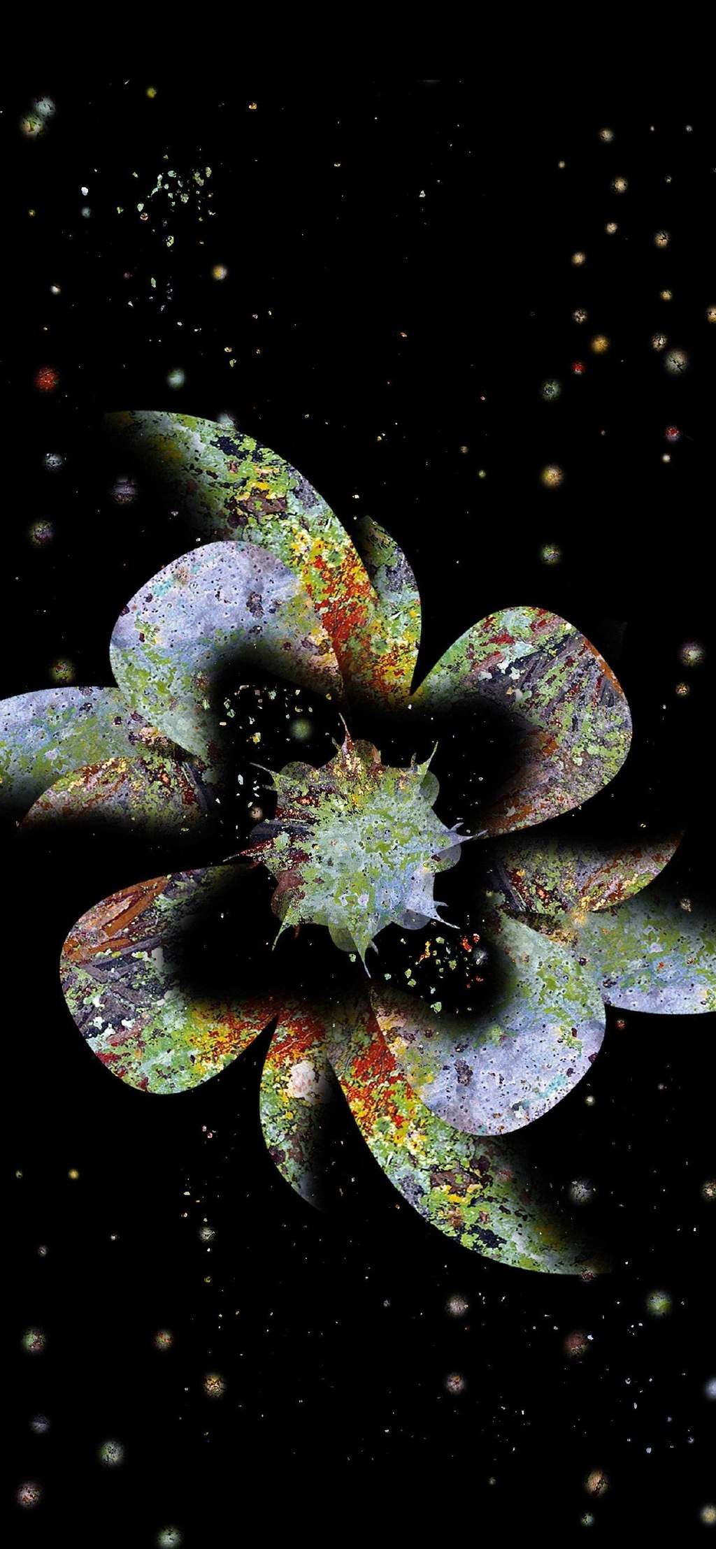玫瑰花图片