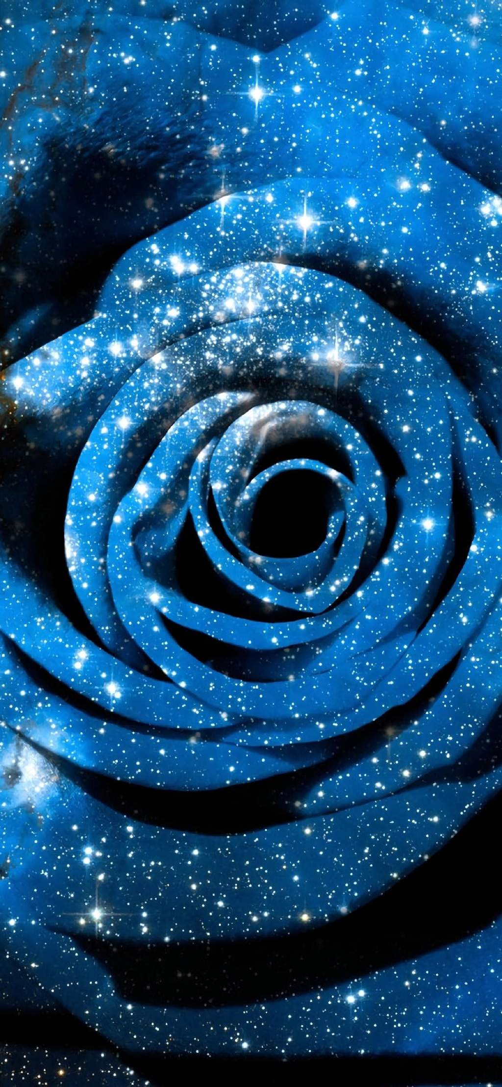 玫瑰花图片