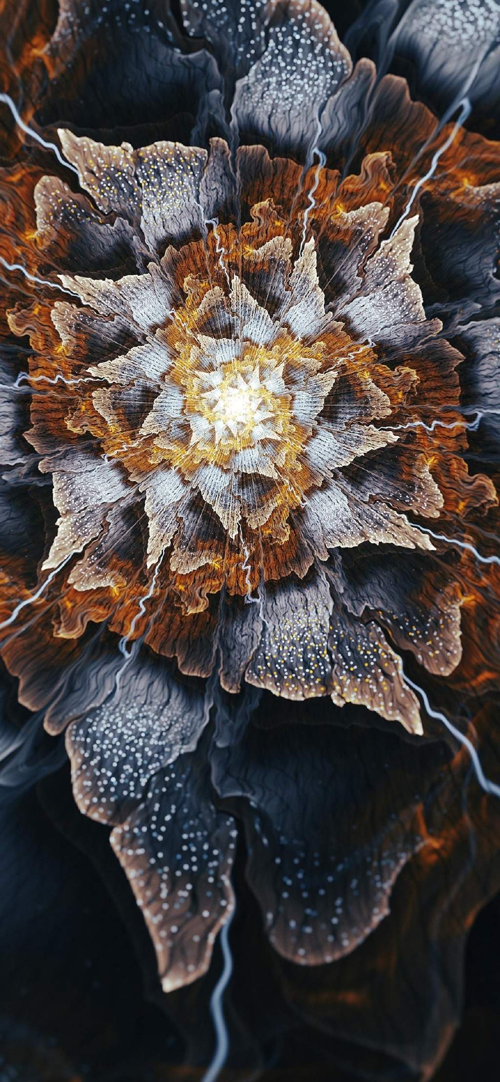 玫瑰花图片