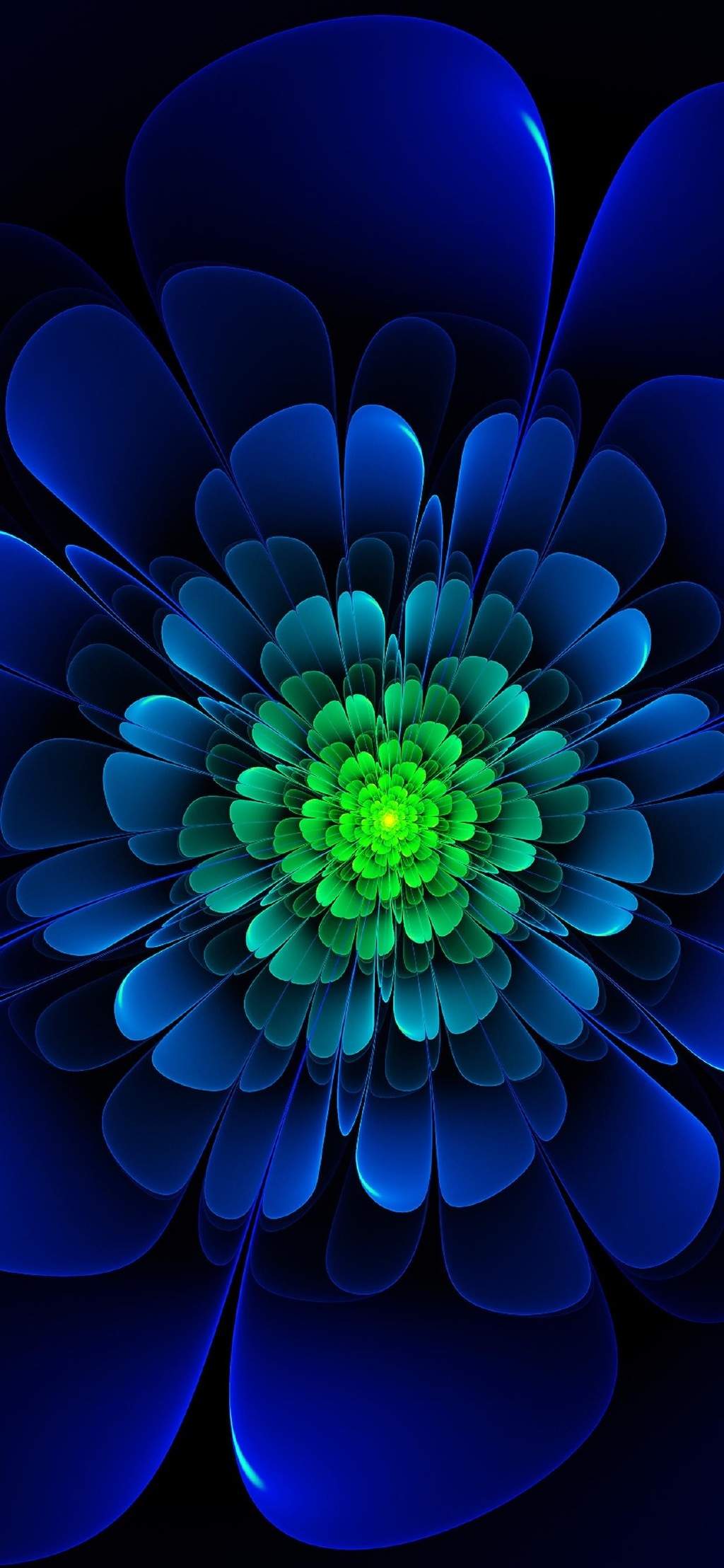 玫瑰花图片