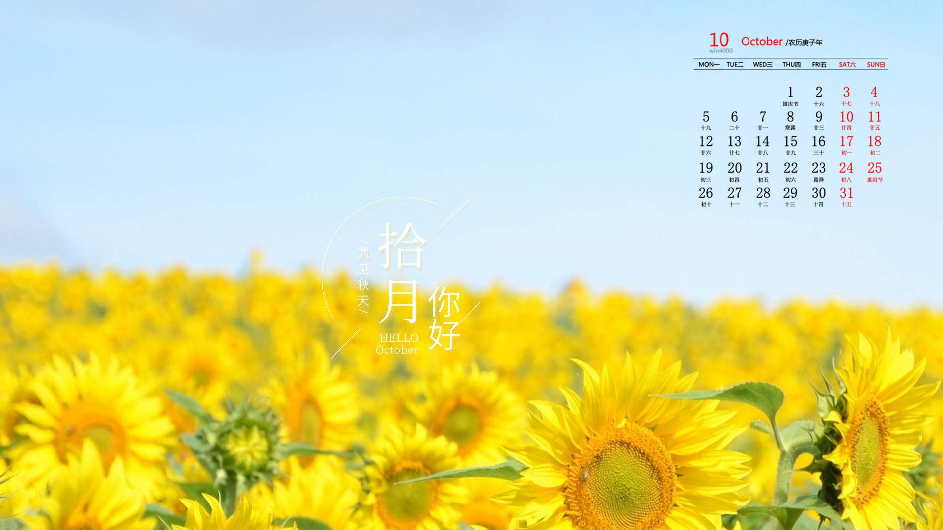 向日葵图片