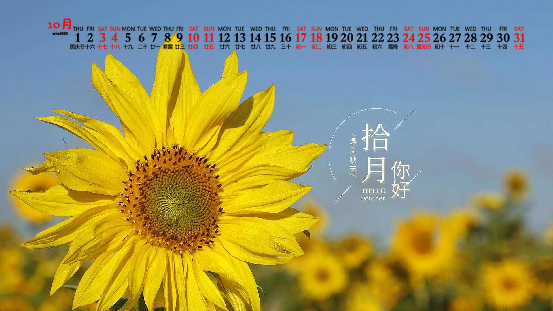 向日葵图片