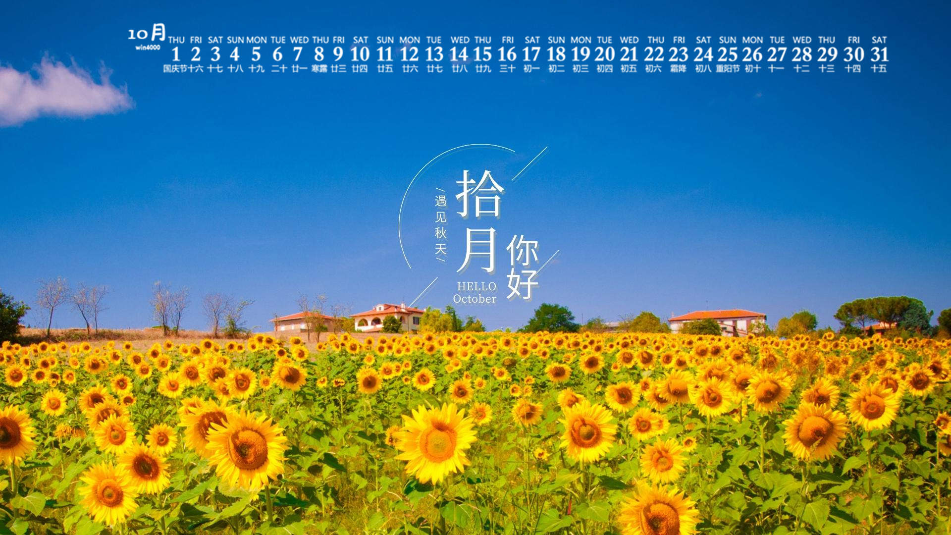 向日葵图片