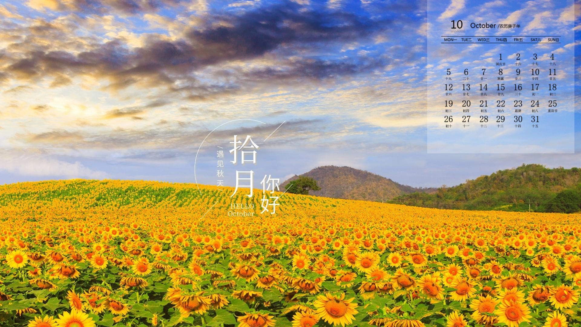 秋天盛开的花朵向日葵图片电脑桌面壁纸下载第三辑图片