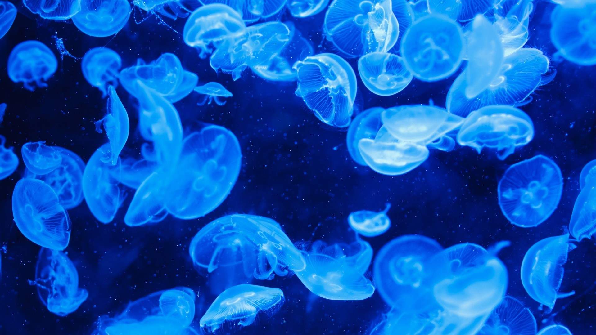 海洋缤纷多彩水母高清桌面壁纸图片