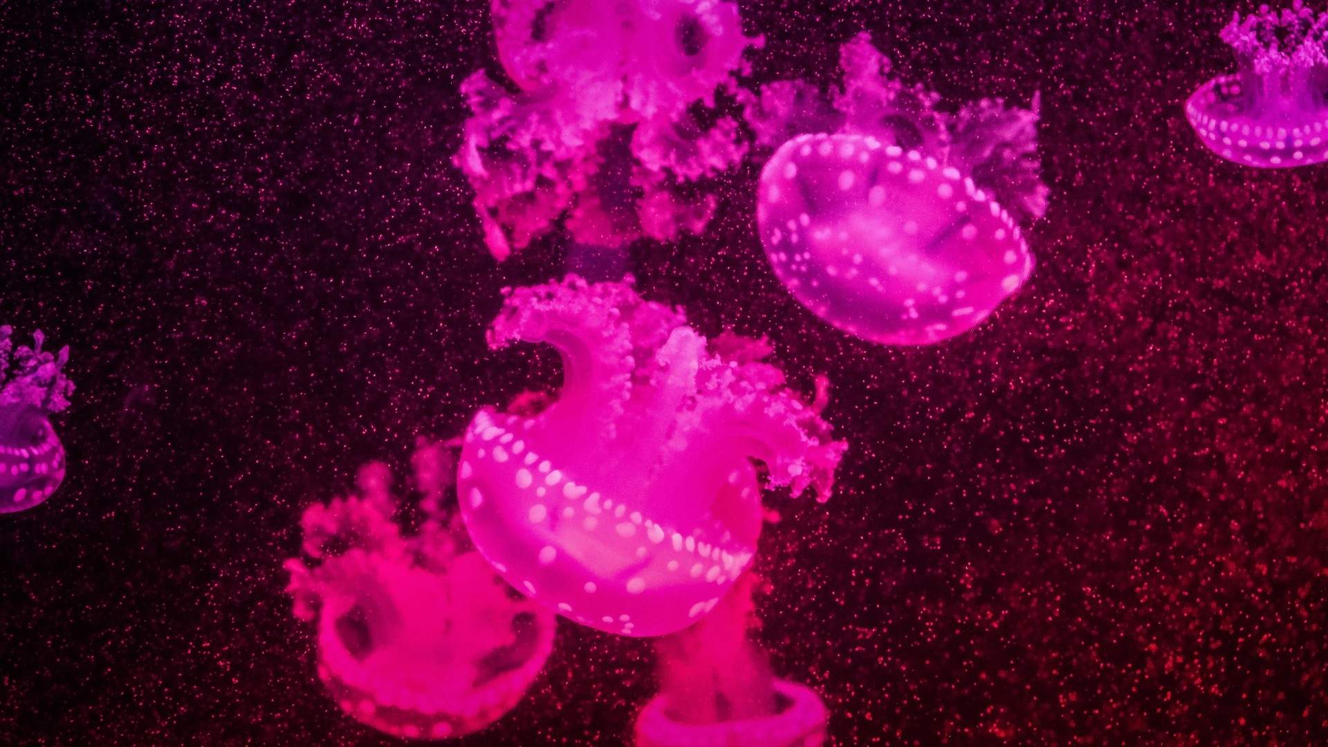 海洋缤纷多彩水母高清桌面壁纸图片