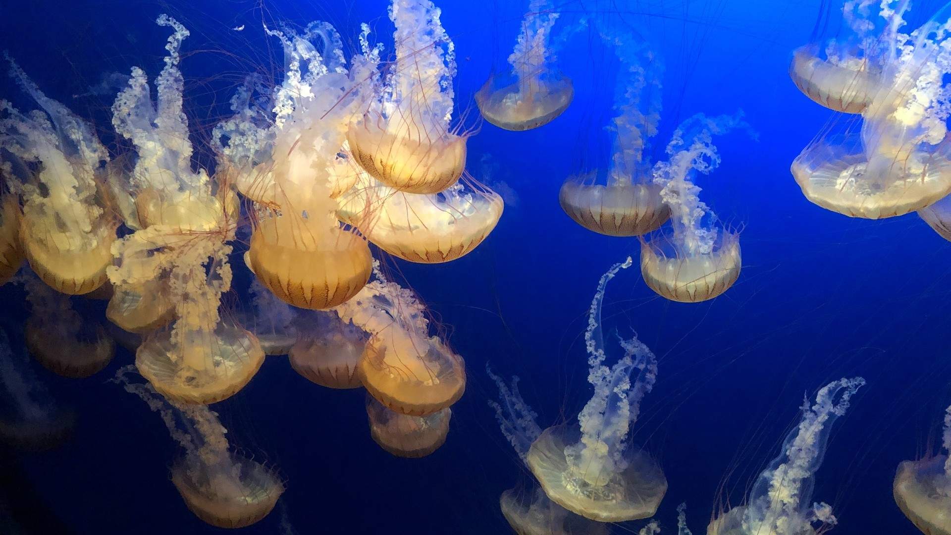 奇妙的海洋水母高清桌面壁纸图片