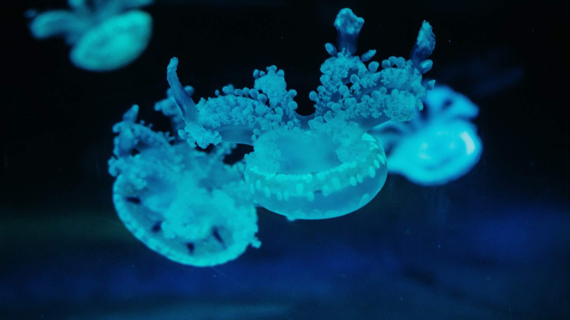 可爱海洋生物海龟图片桌面壁纸图片