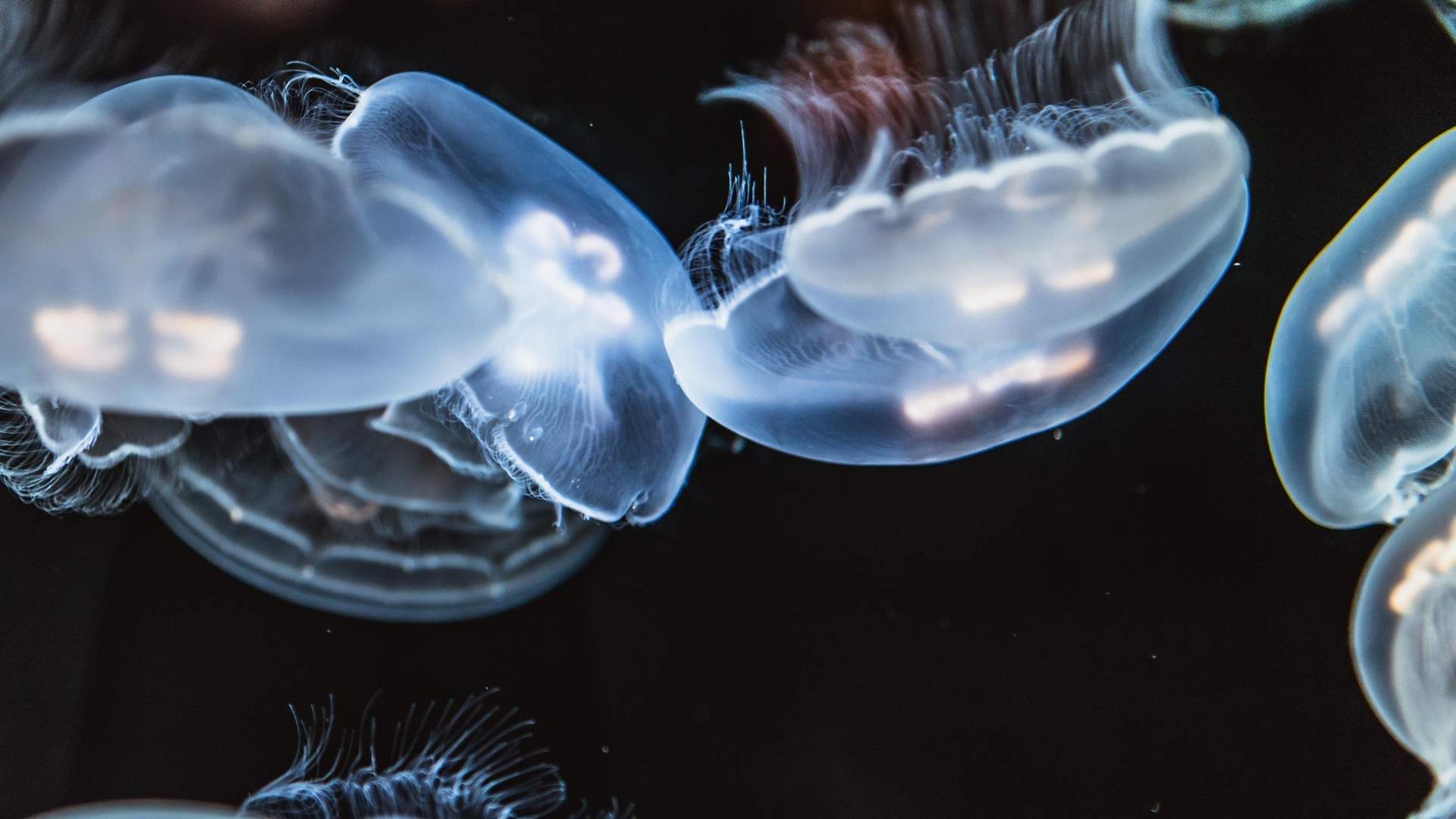 可爱海洋生物海龟图片桌面壁纸图片