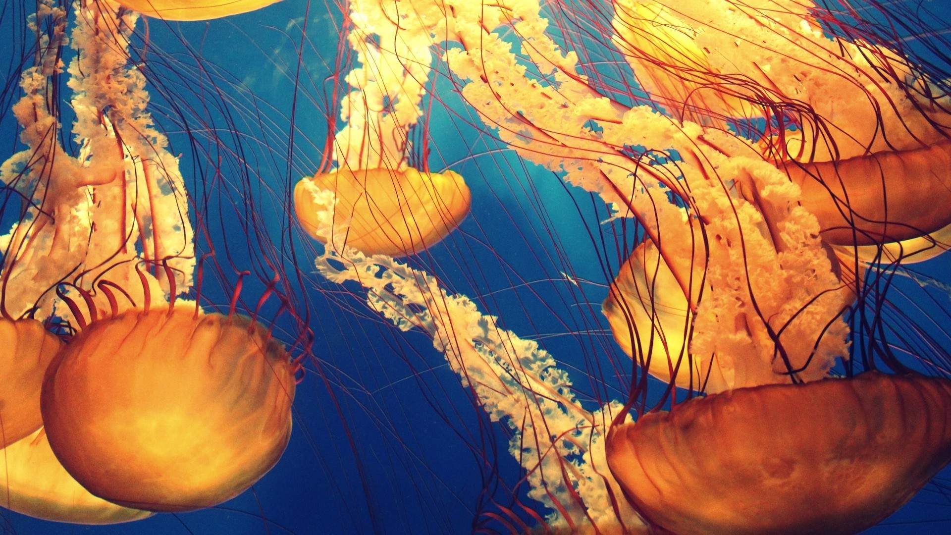 海洋生物图片