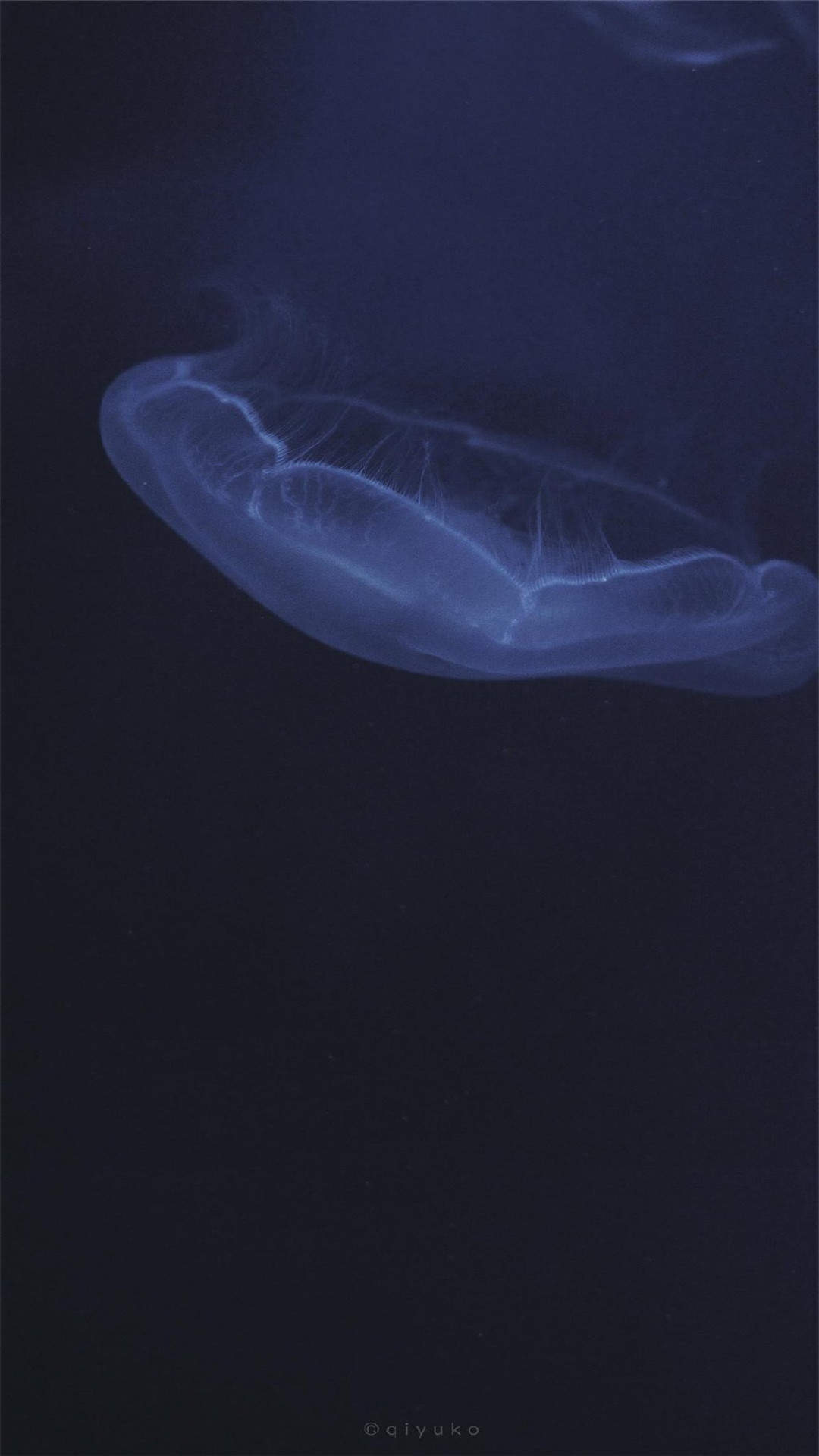 唯美海洋生物水母高清手机壁纸图片