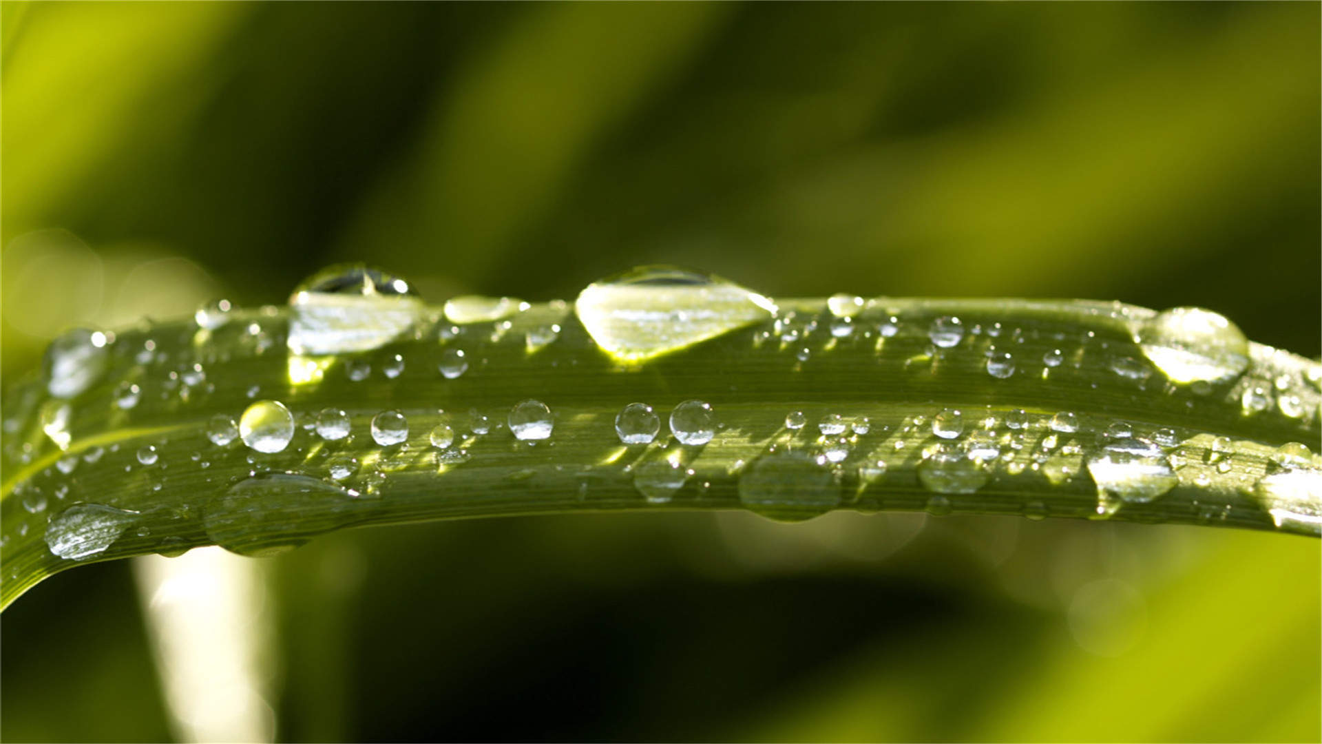 唯美清新绿色植物花卉高清摄影素材图片欣赏图片