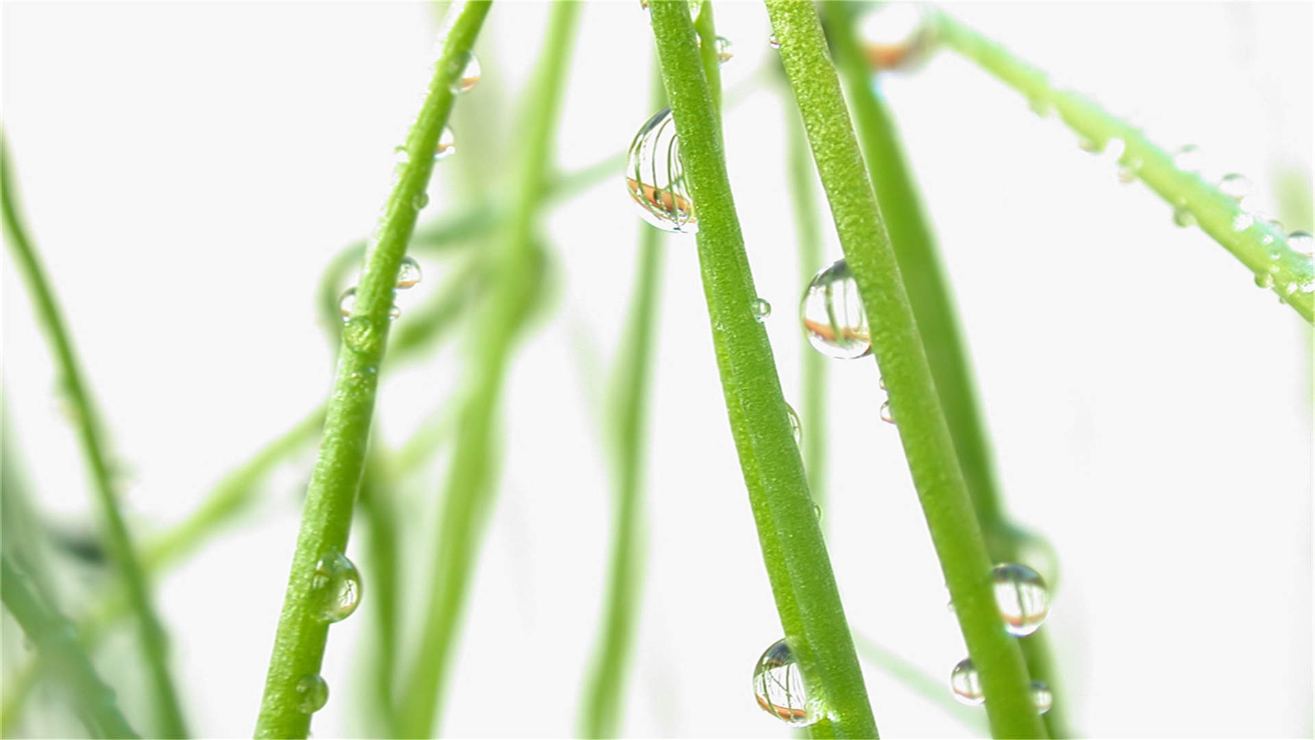 唯美清新绿色植物花卉高清摄影素材图片欣赏图片