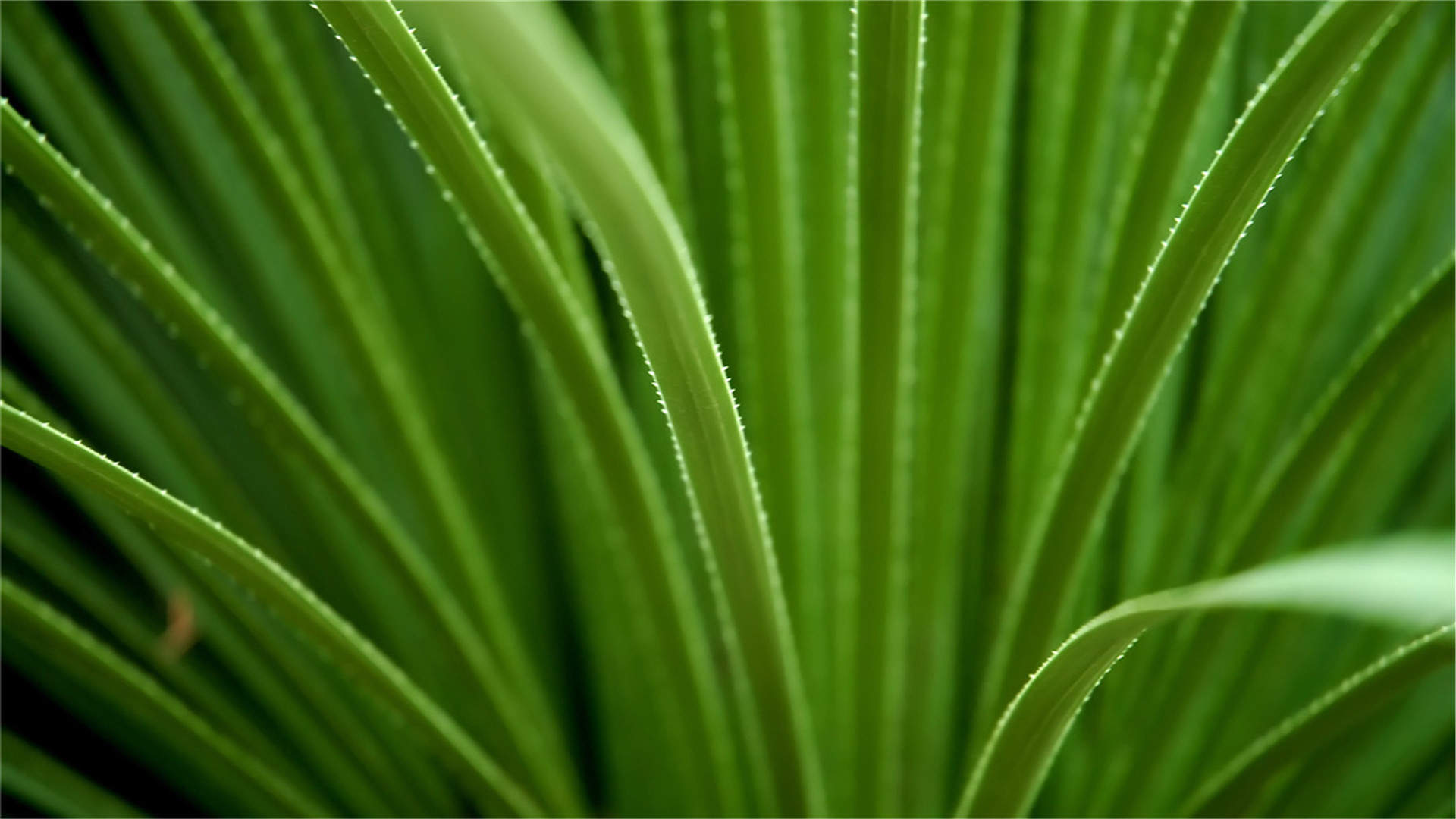 小清新绿色植物护眼高清桌面壁纸图片
