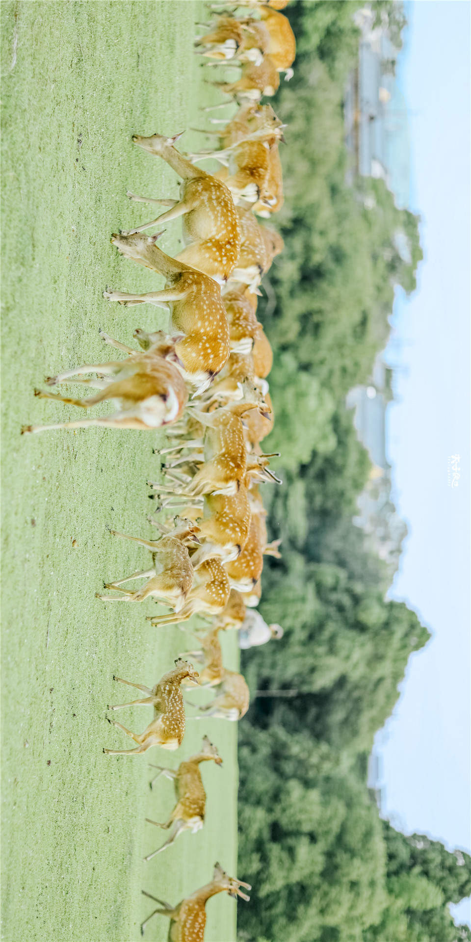 小清新绿色护眼风景手机壁纸图片