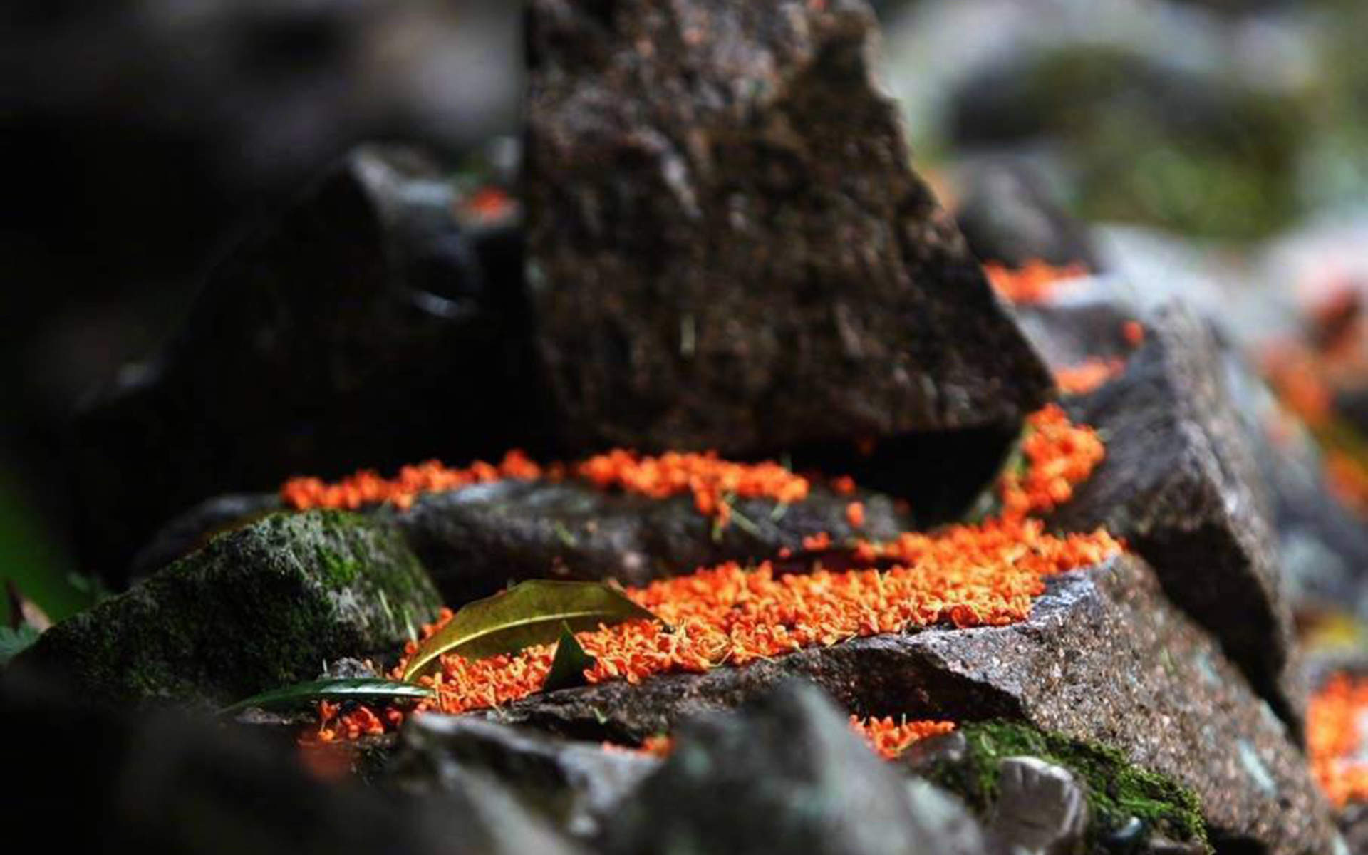 桂花图片