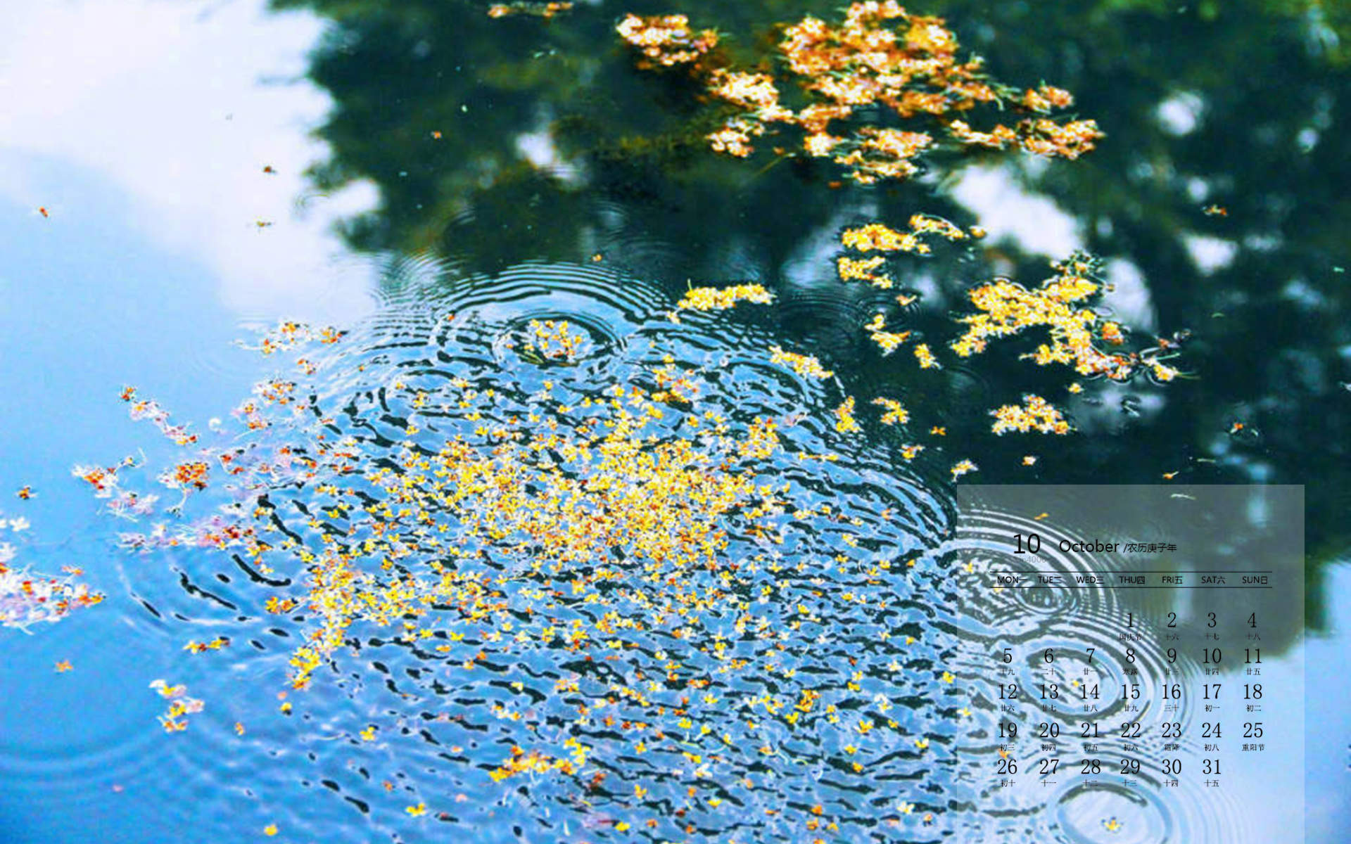 桂花图片