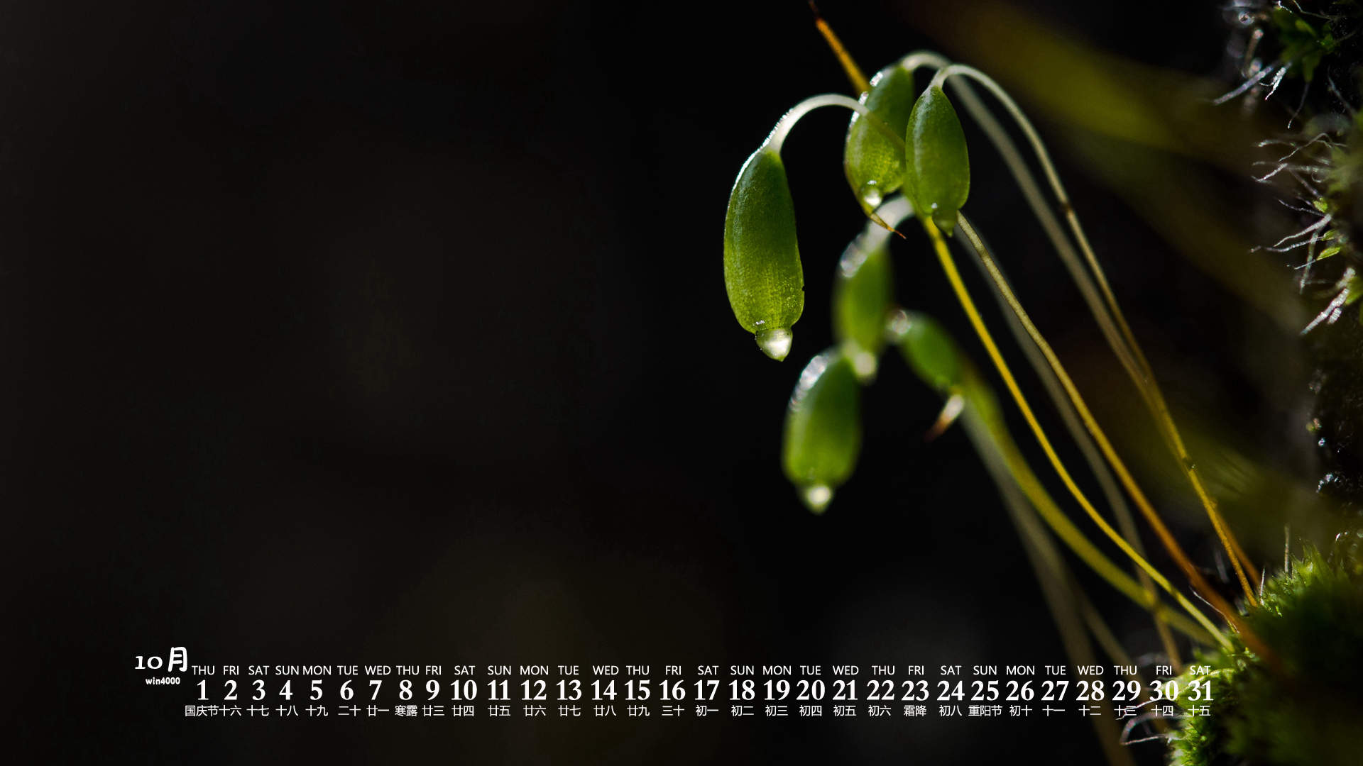 绿色护眼风景摄影高清图片图片