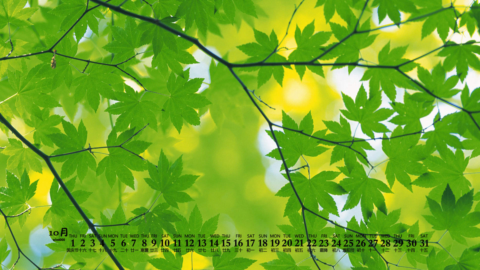 唯美清新绿色植物花卉高清摄影素材图片欣赏图片