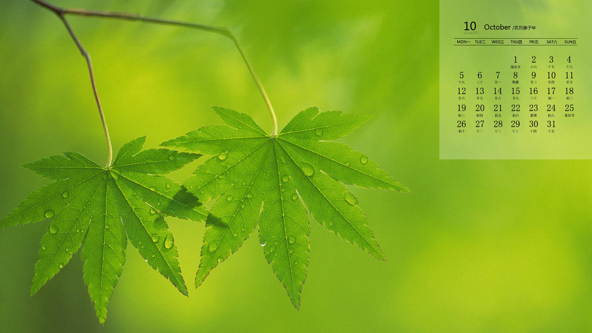 唯美清新绿色植物花卉高清摄影素材图片欣赏图片