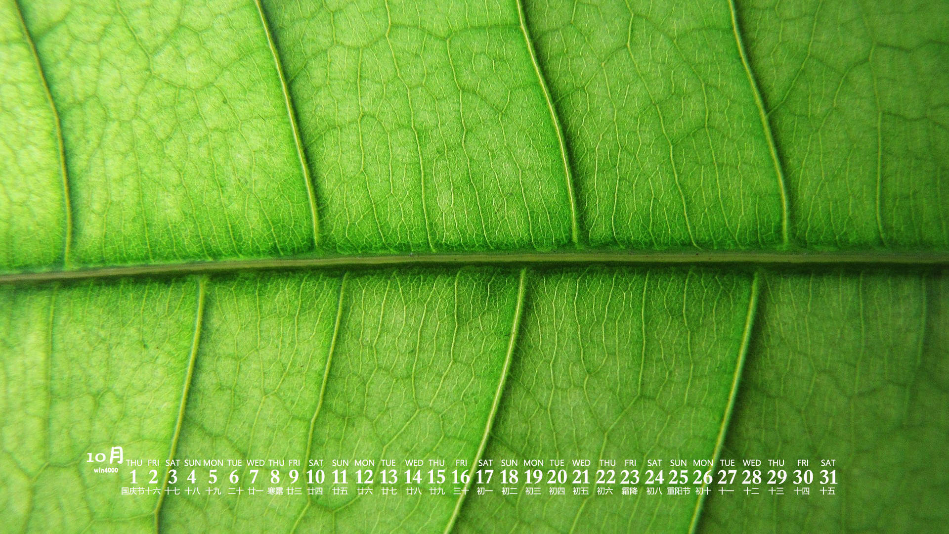 唯美清新绿色植物花卉高清摄影素材图片欣赏图片
